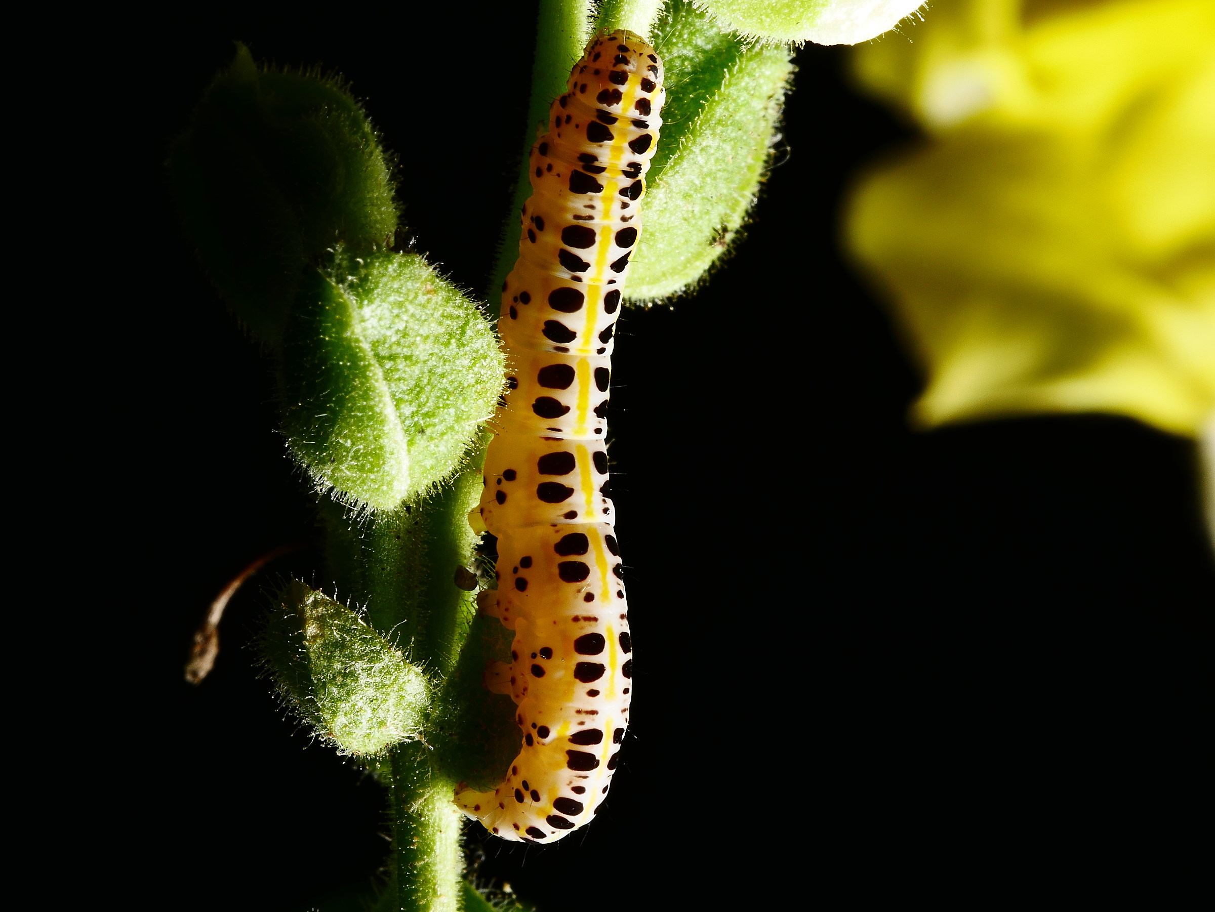 Caterpillar