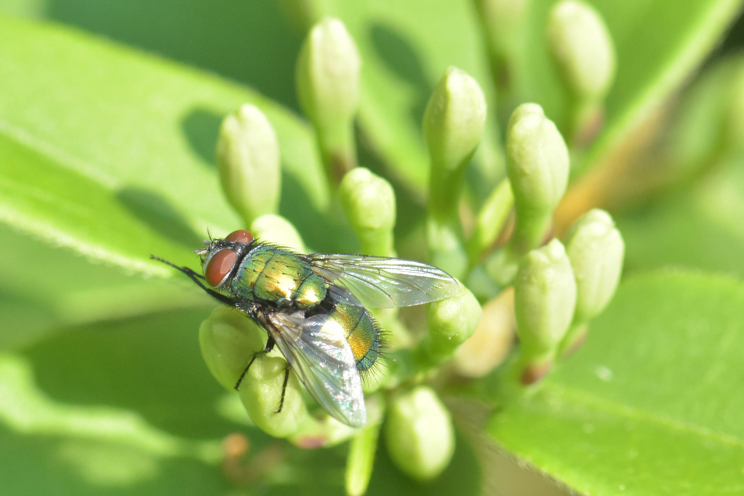 Blowfly