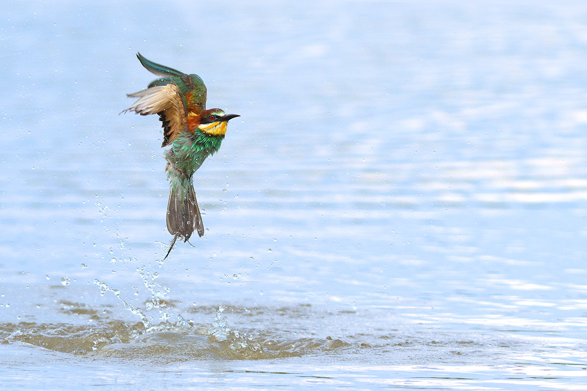 Bee-eater