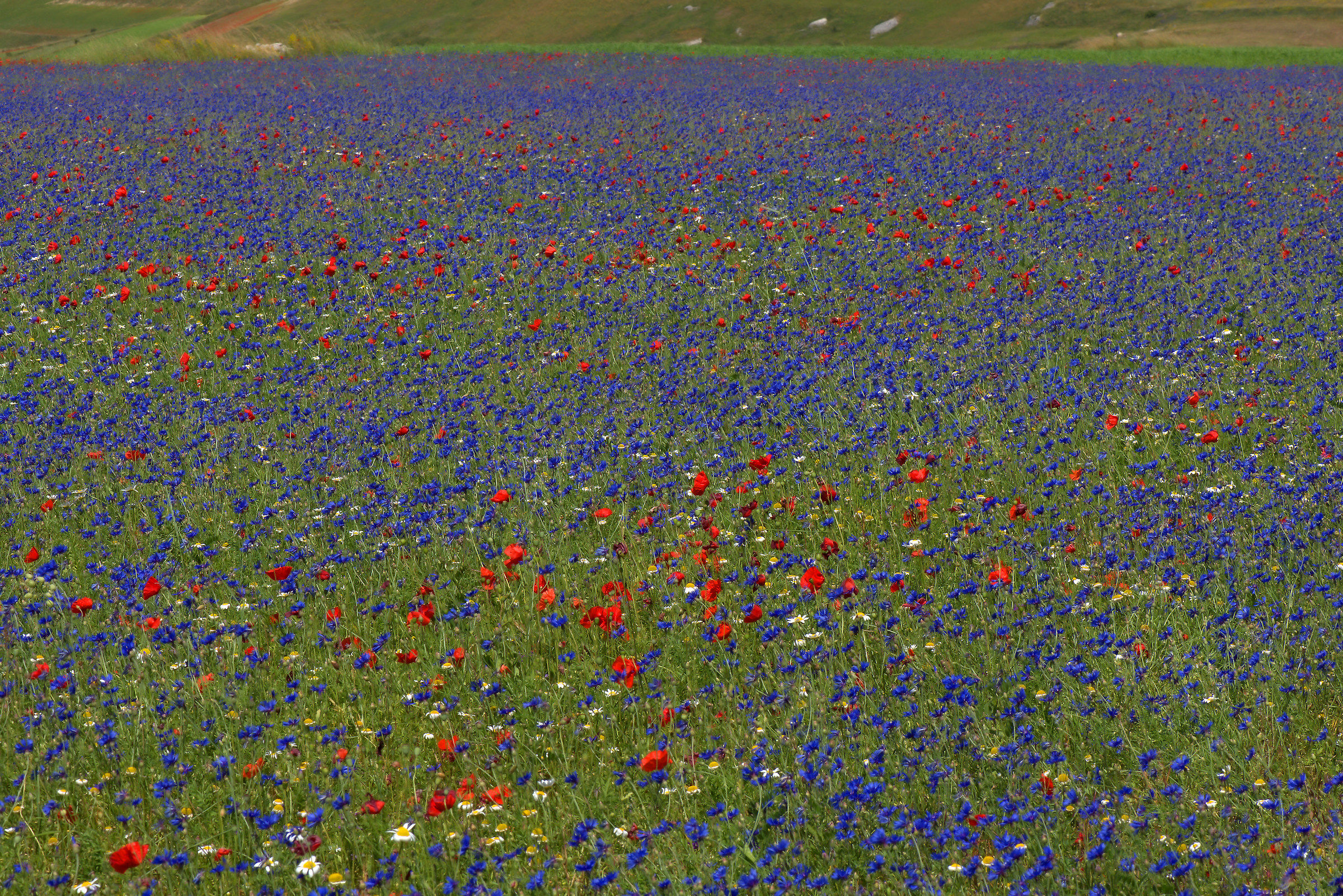 Castelluccio di Norcia