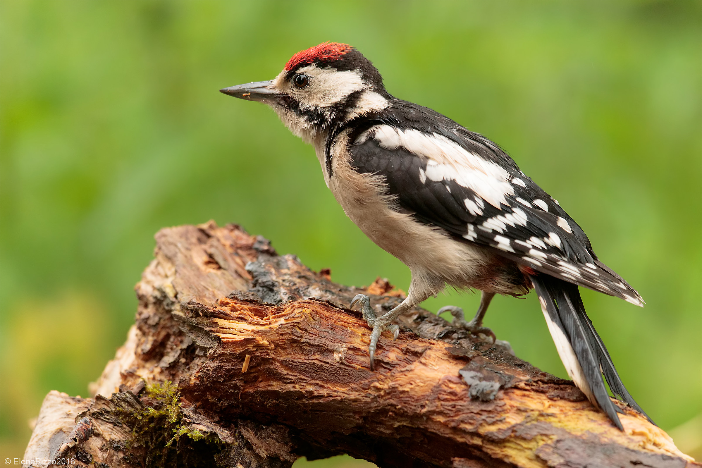 Senior Red Woodpecker