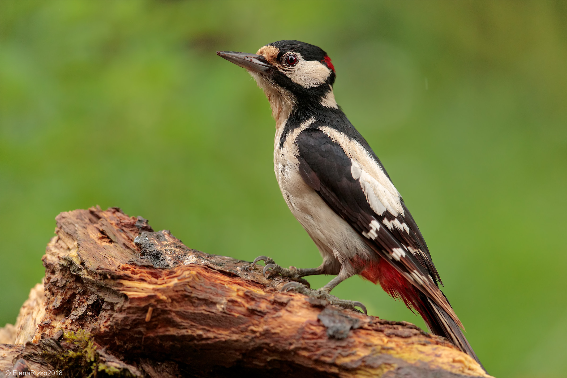 Senior Red Woodpecker