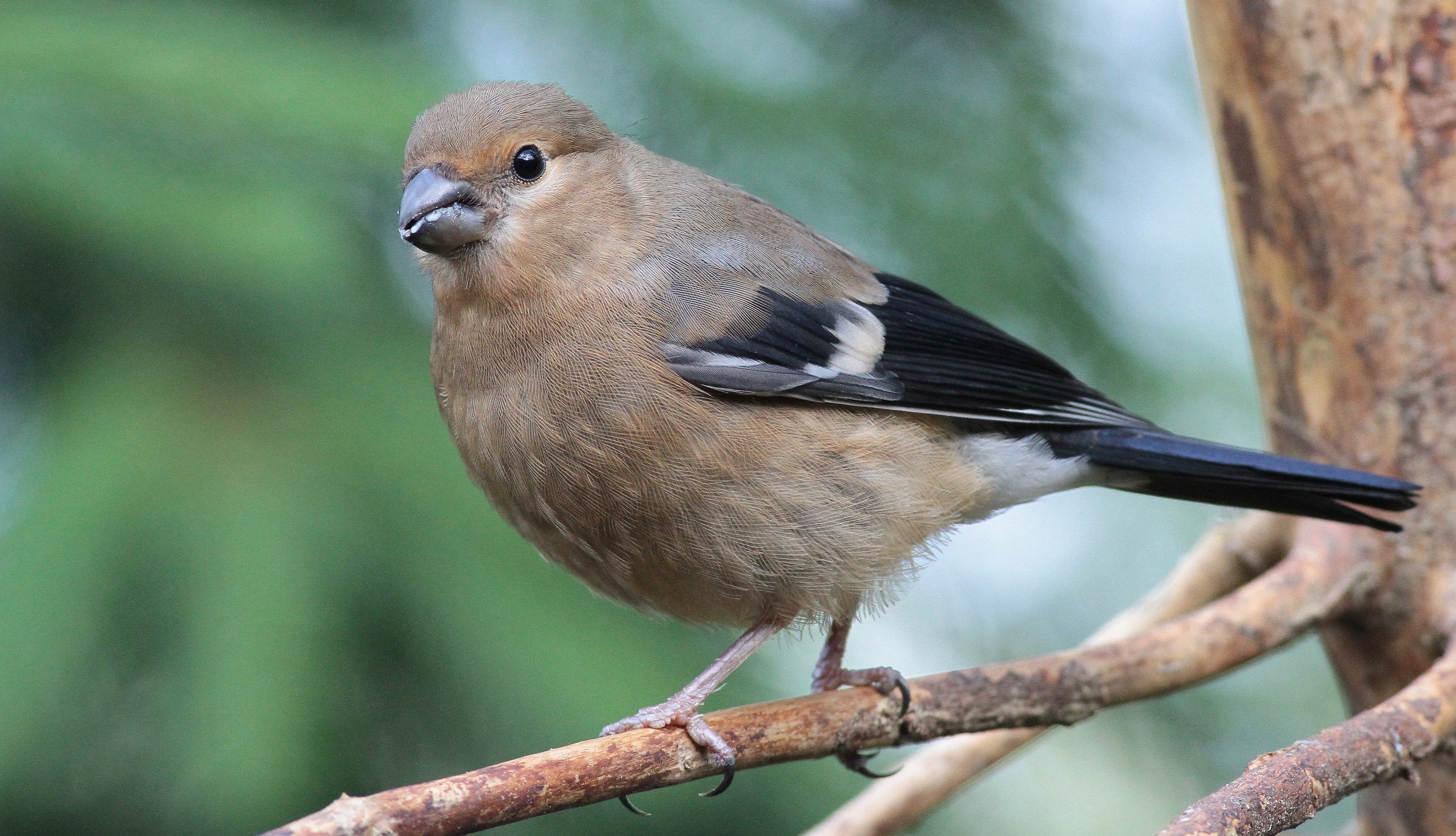 Young Bullfinch
