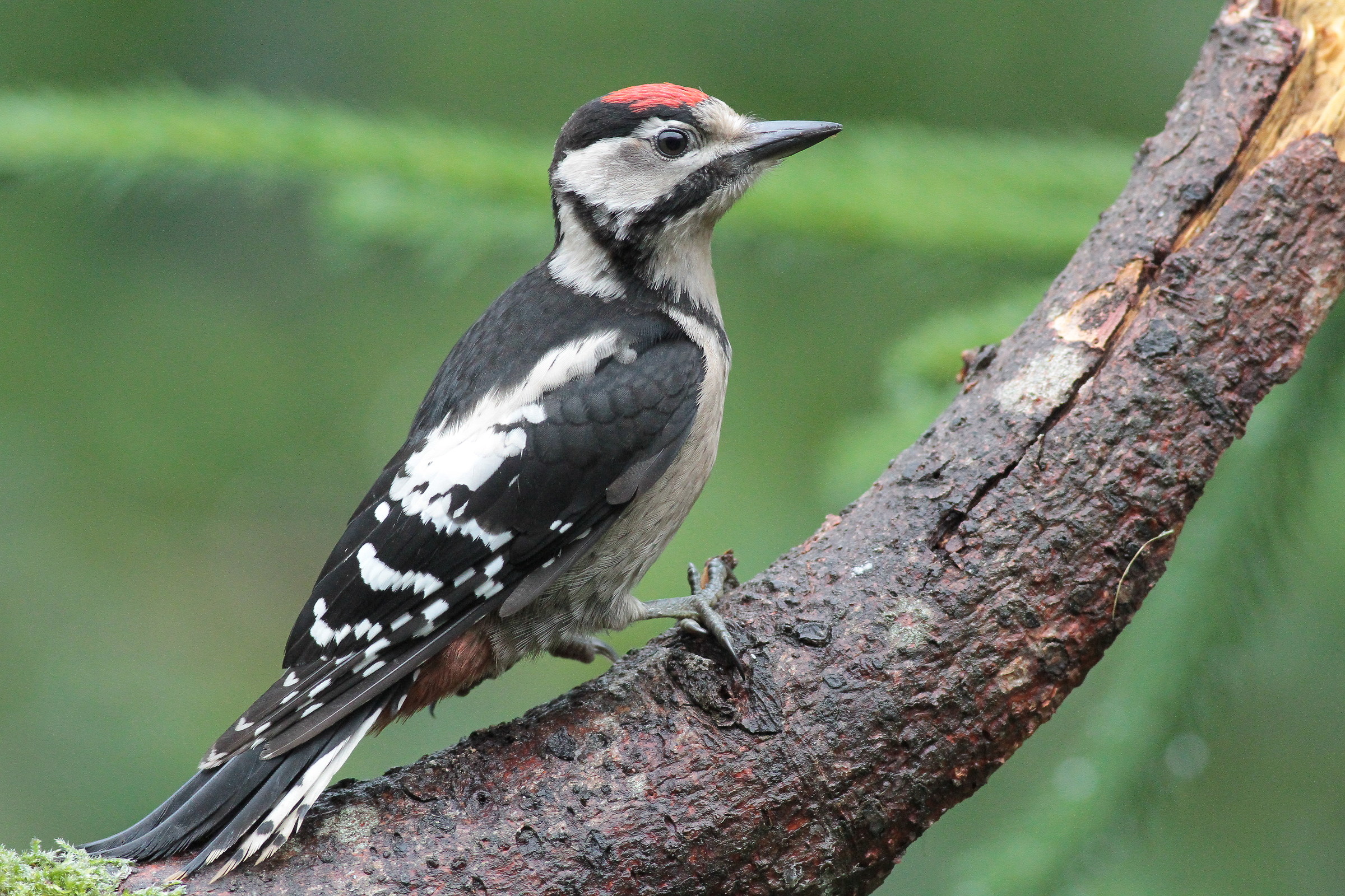 Red Woodpeckers