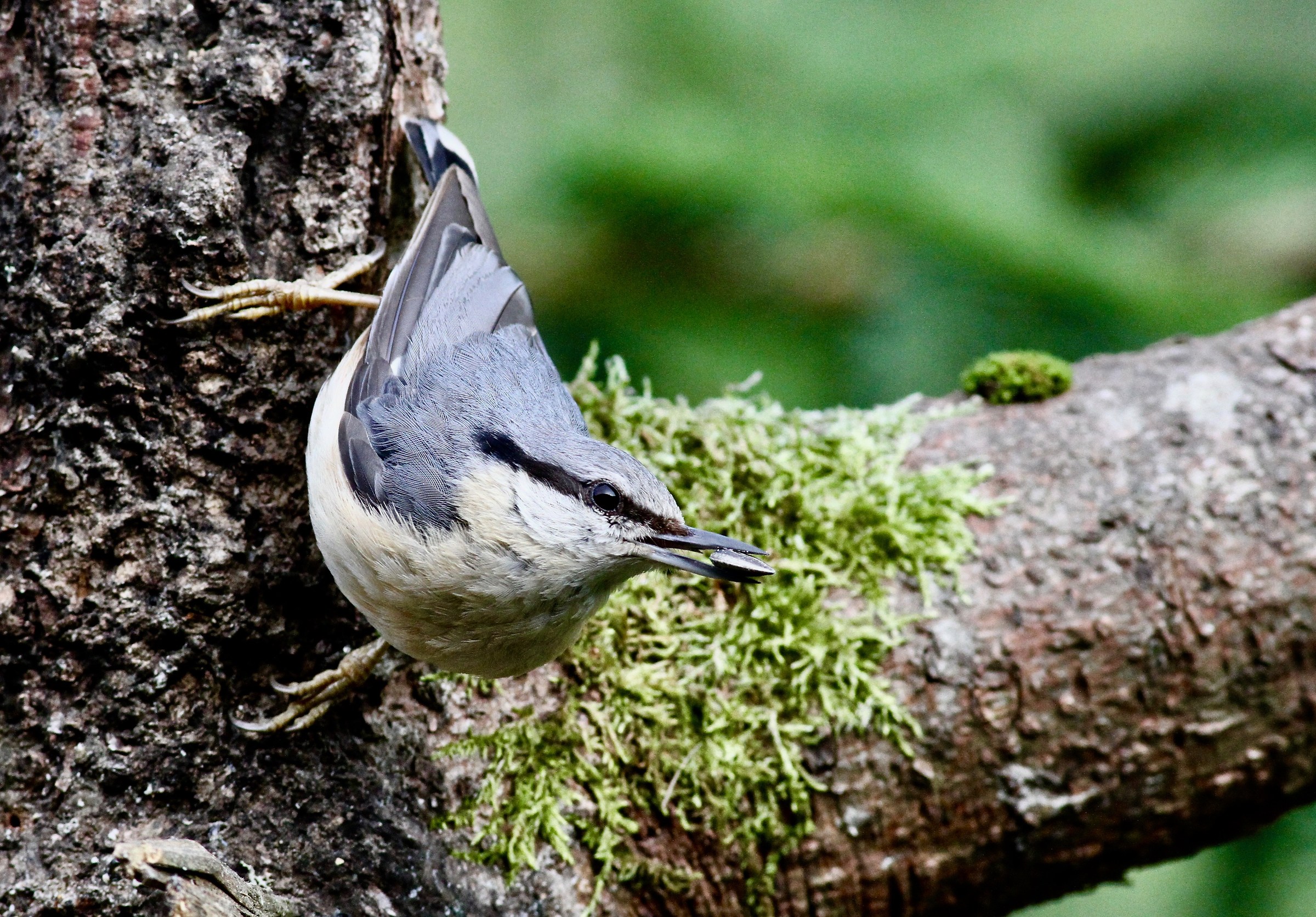 Nuthatch