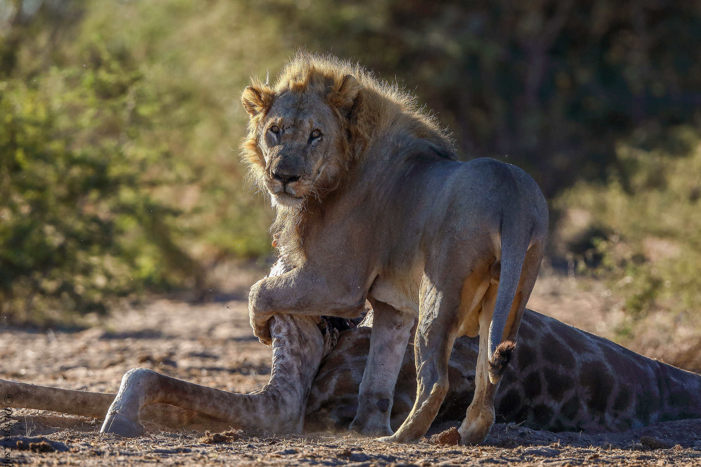 The giraffe is mine!