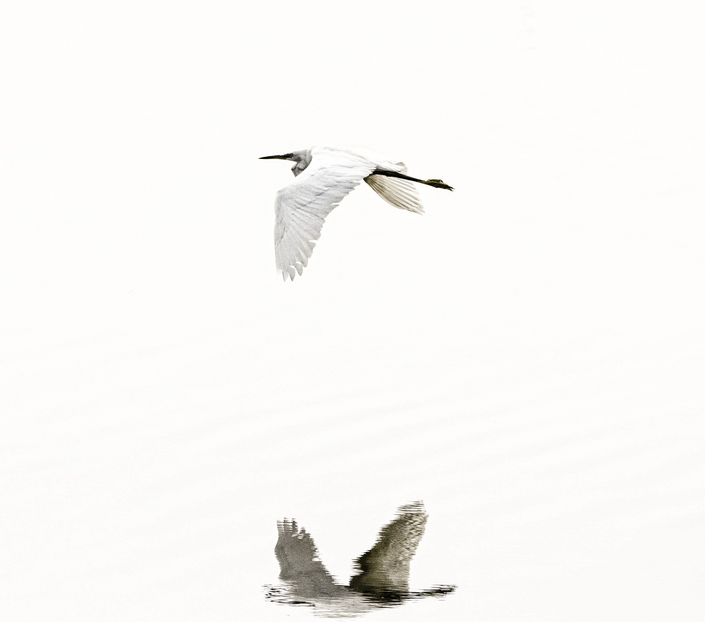 Airone  Bianco Nella Nebbia