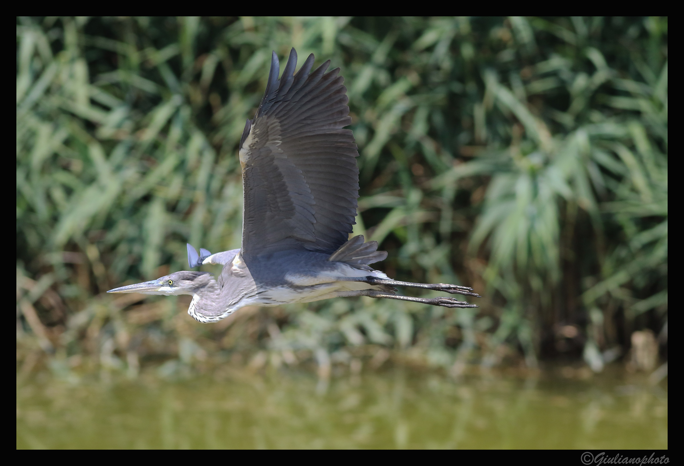Grey Heron