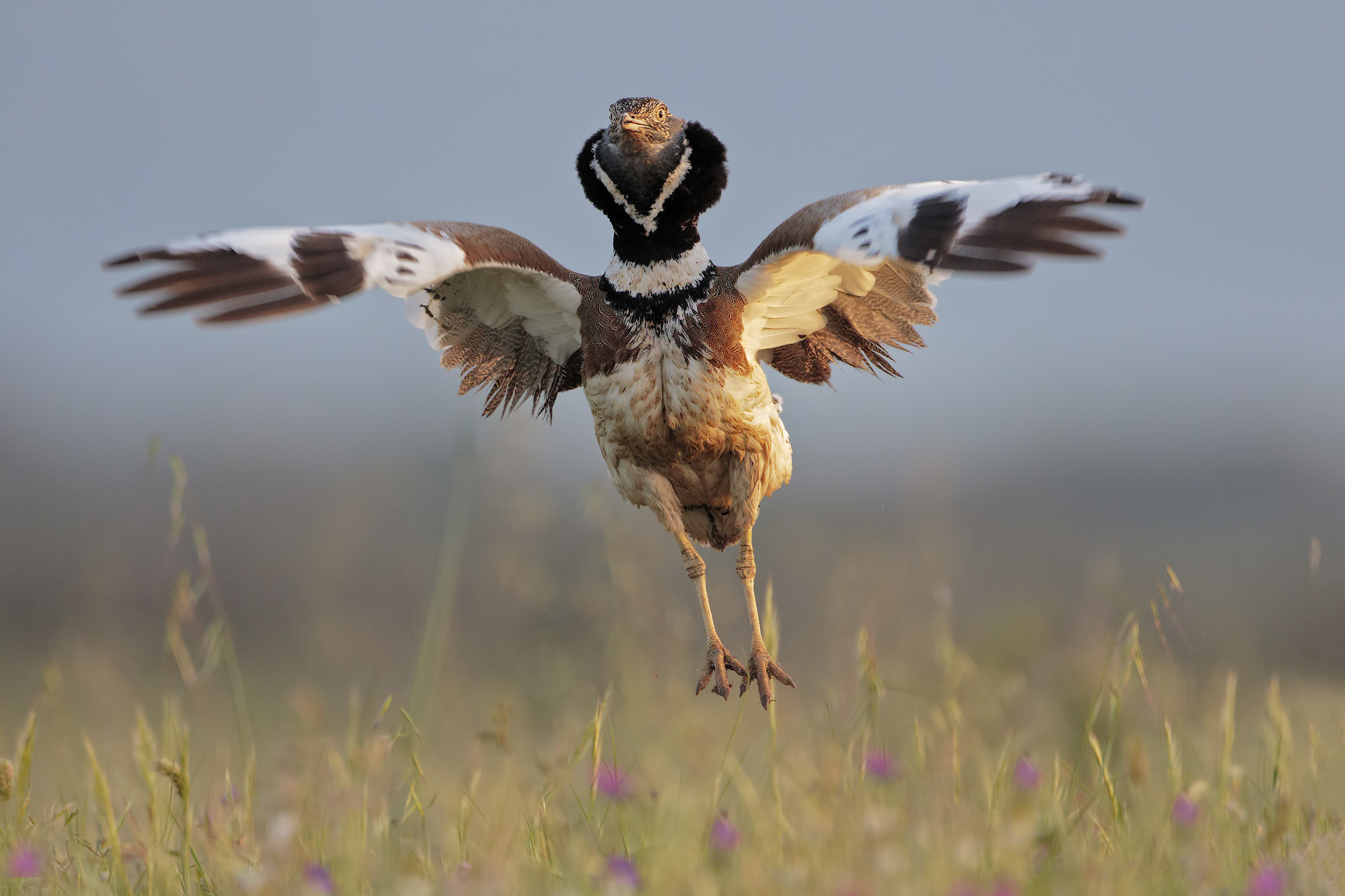 Il salto della Prataiola