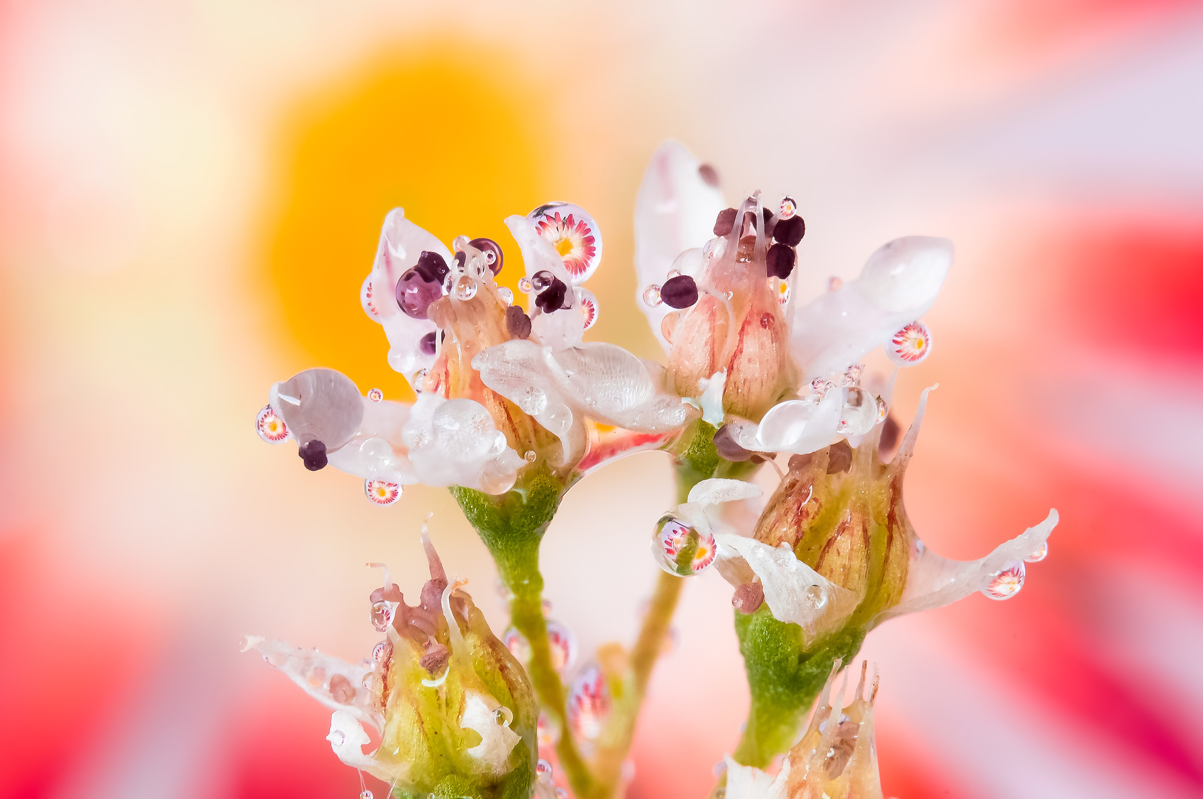 Drops e Flowers Gocce e Fiori Riflessi Mario Nicorelli