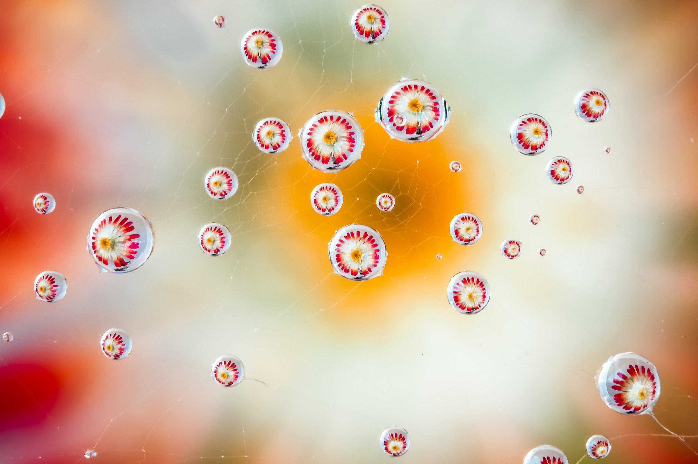 Drops e Flowers Gocce e Fiori Riflessi Mario Nicorelli