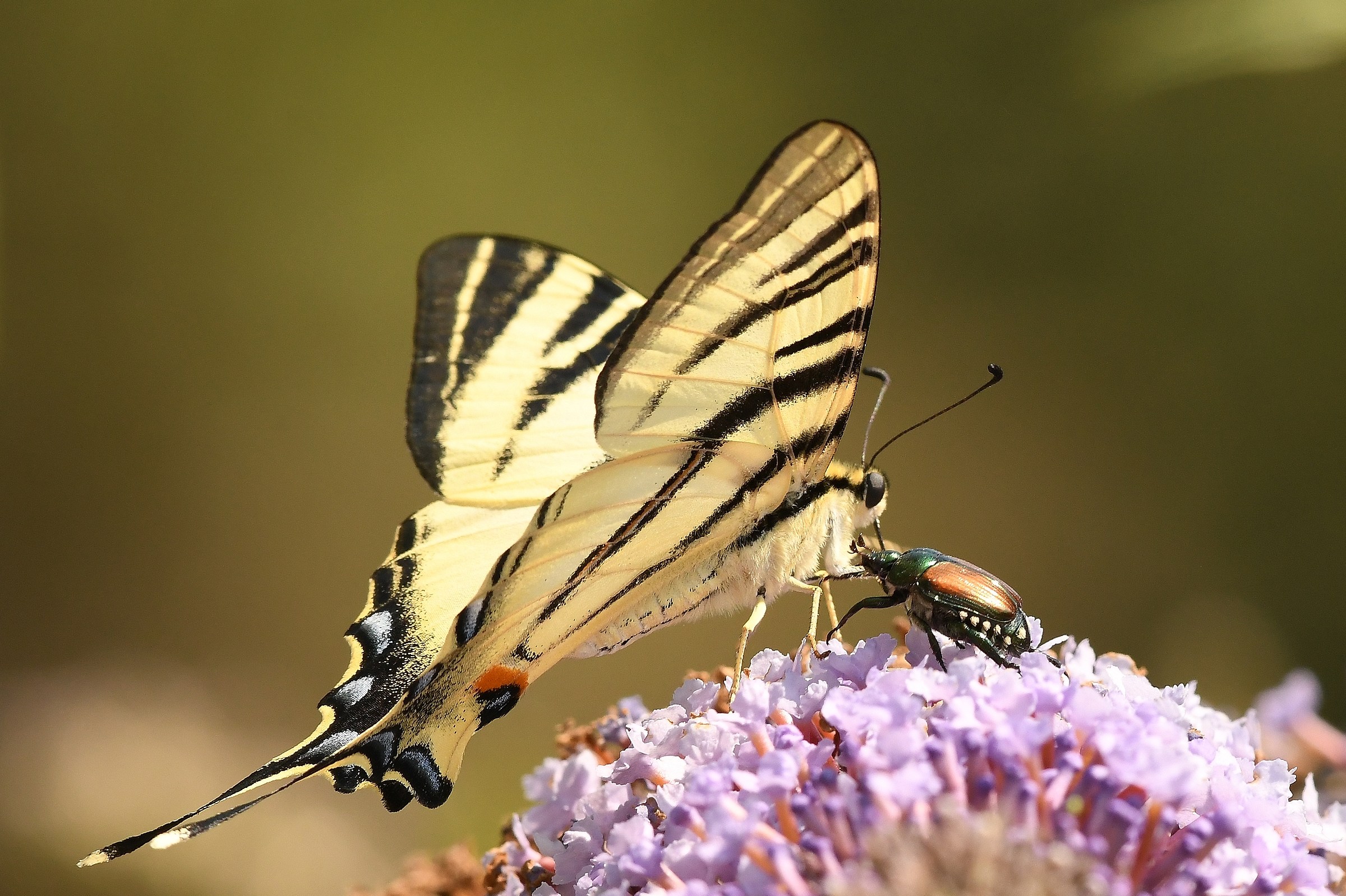 Polypilla japonica v Iphiclides Podalirius