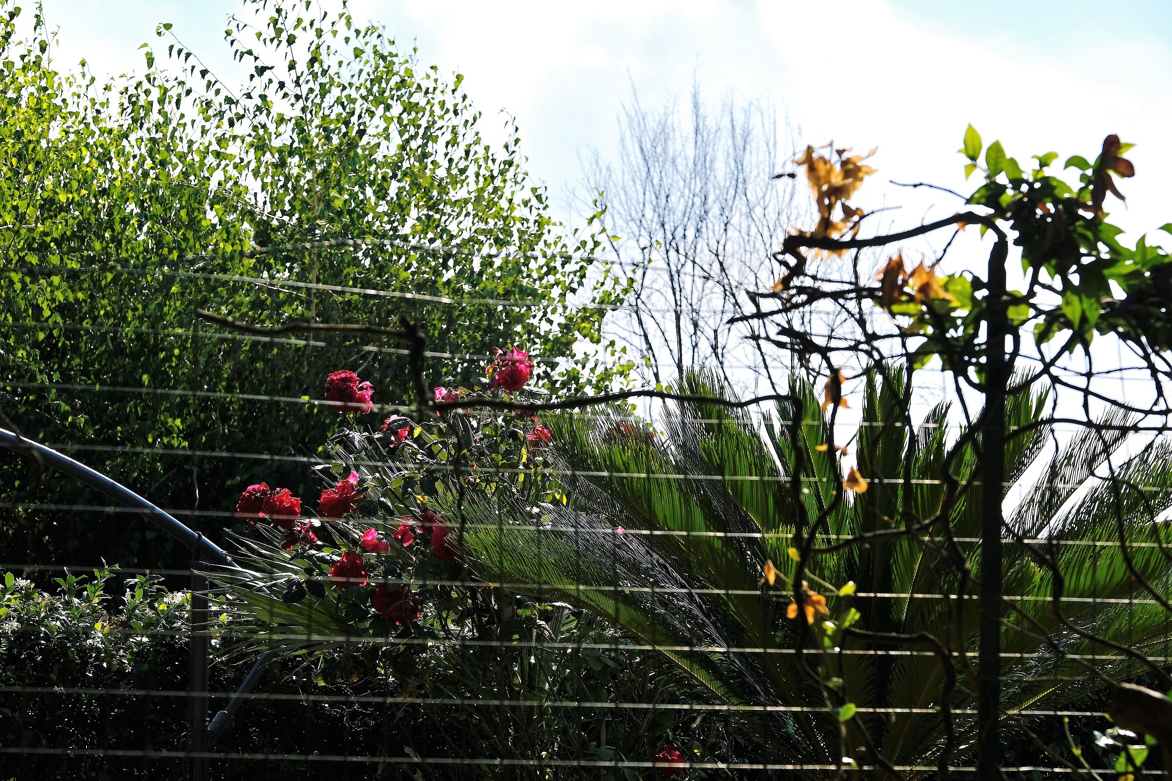 Primo scatto con 50/140 AF