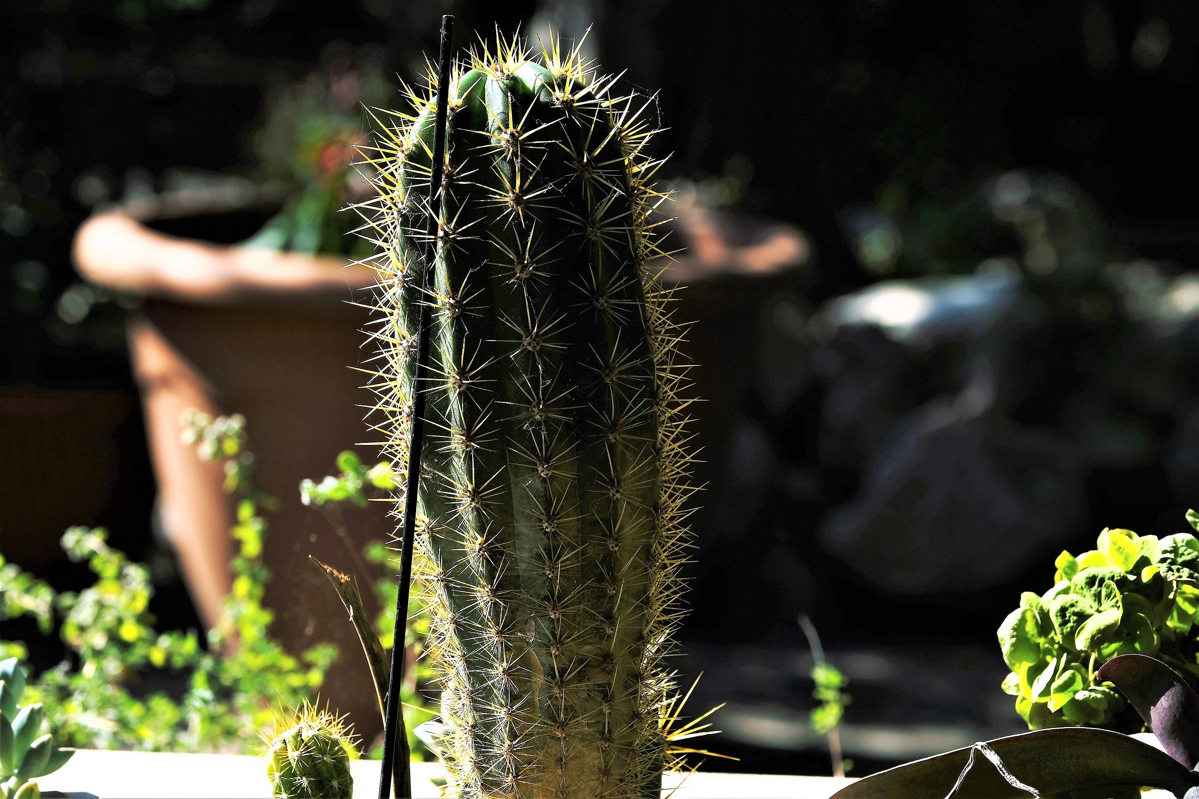 Secondo scatto con 50/140 MF