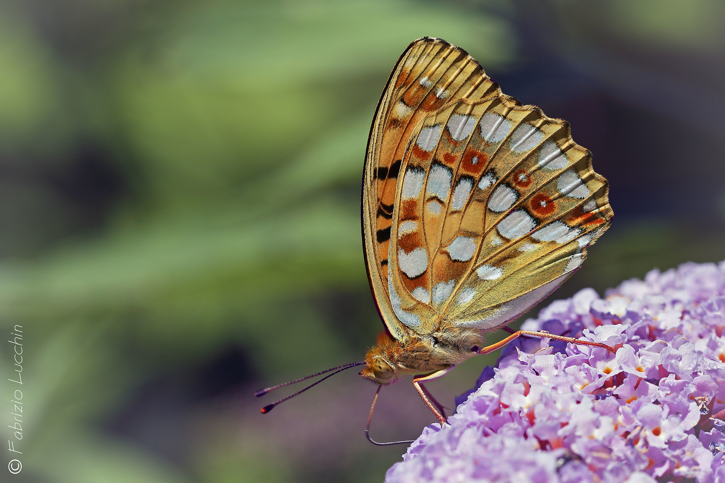 Argynnis Fabriciana adippe