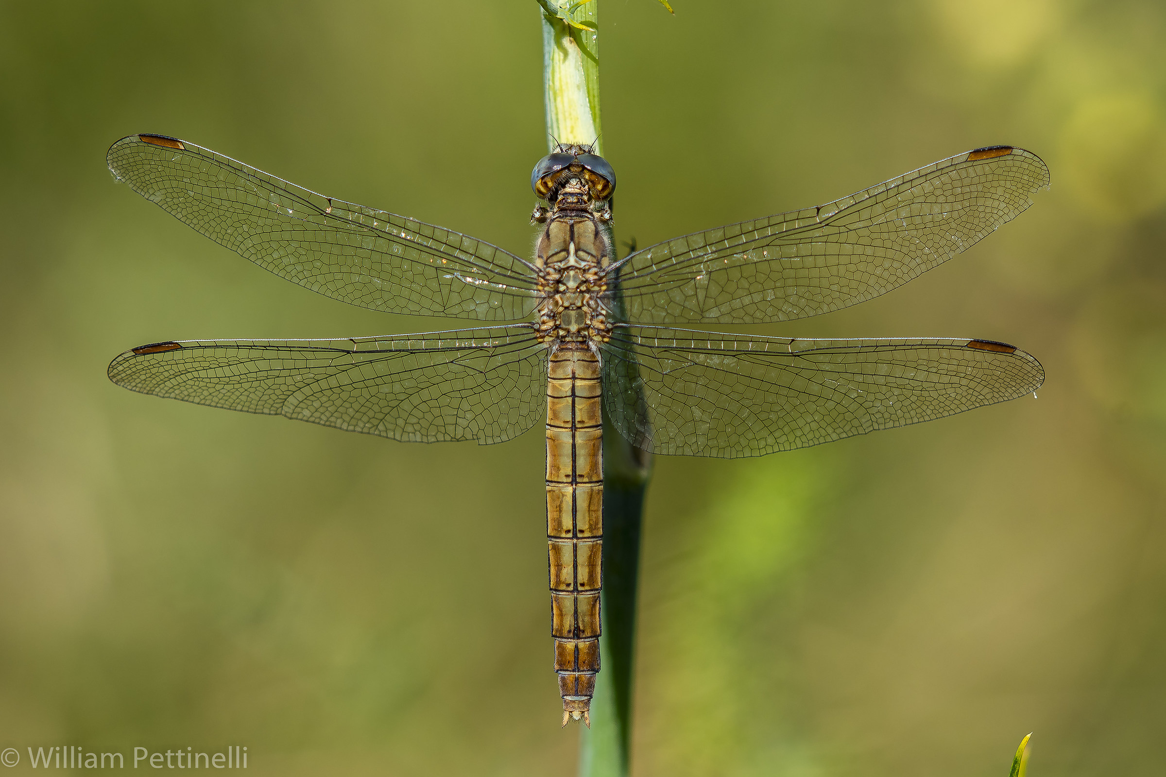 Libellula