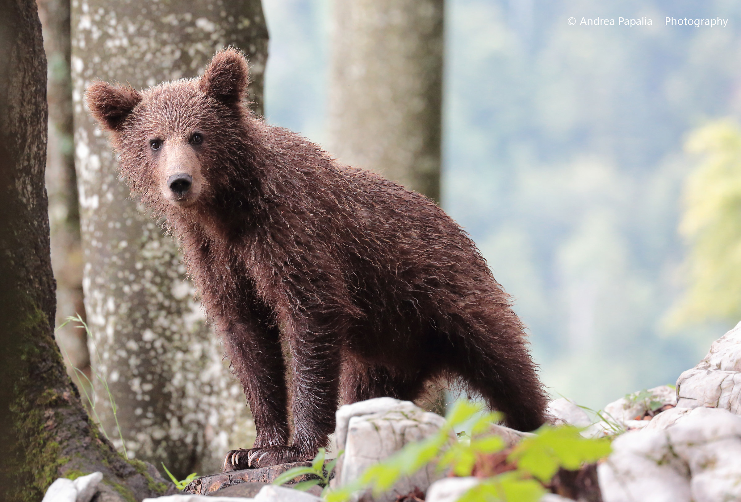 Ma chi c'è dentro quel capanno!