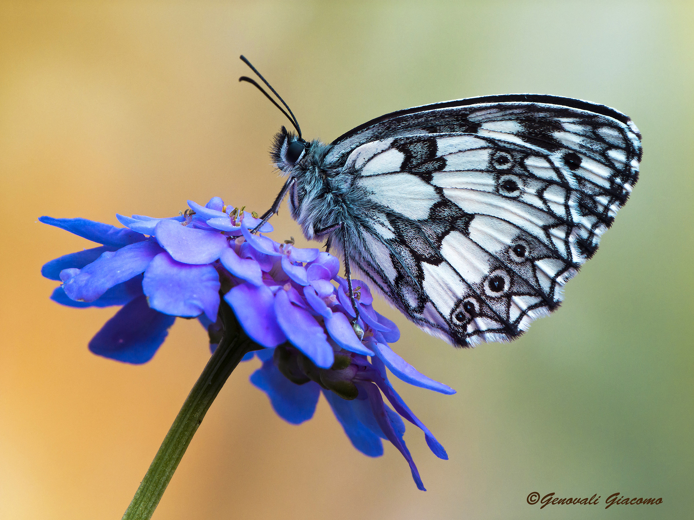 schacchiera nell'occhio dell's100