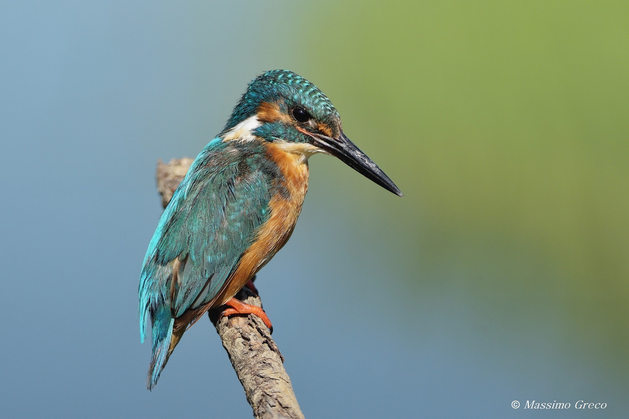 Kingfisher
