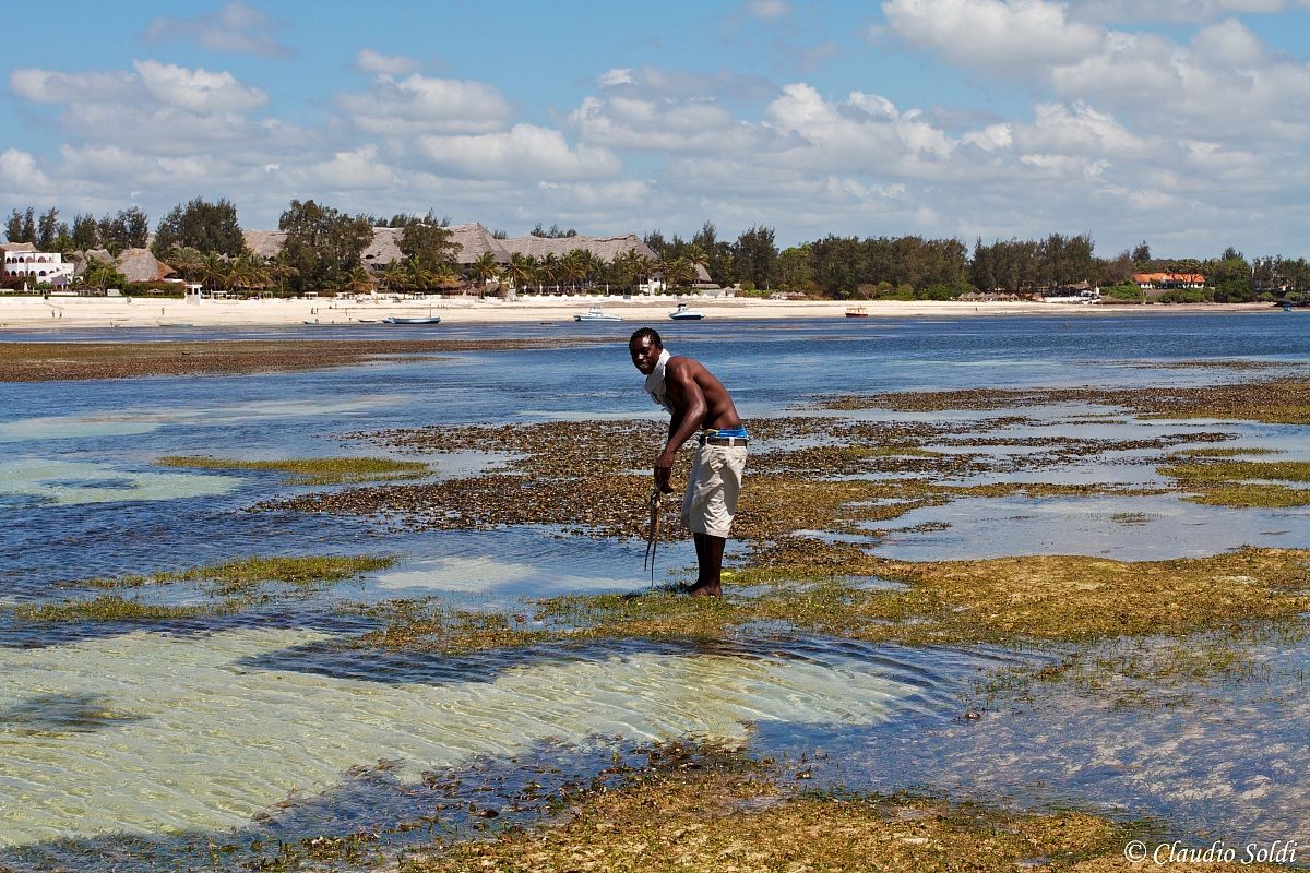 Malindi - barriera corallina