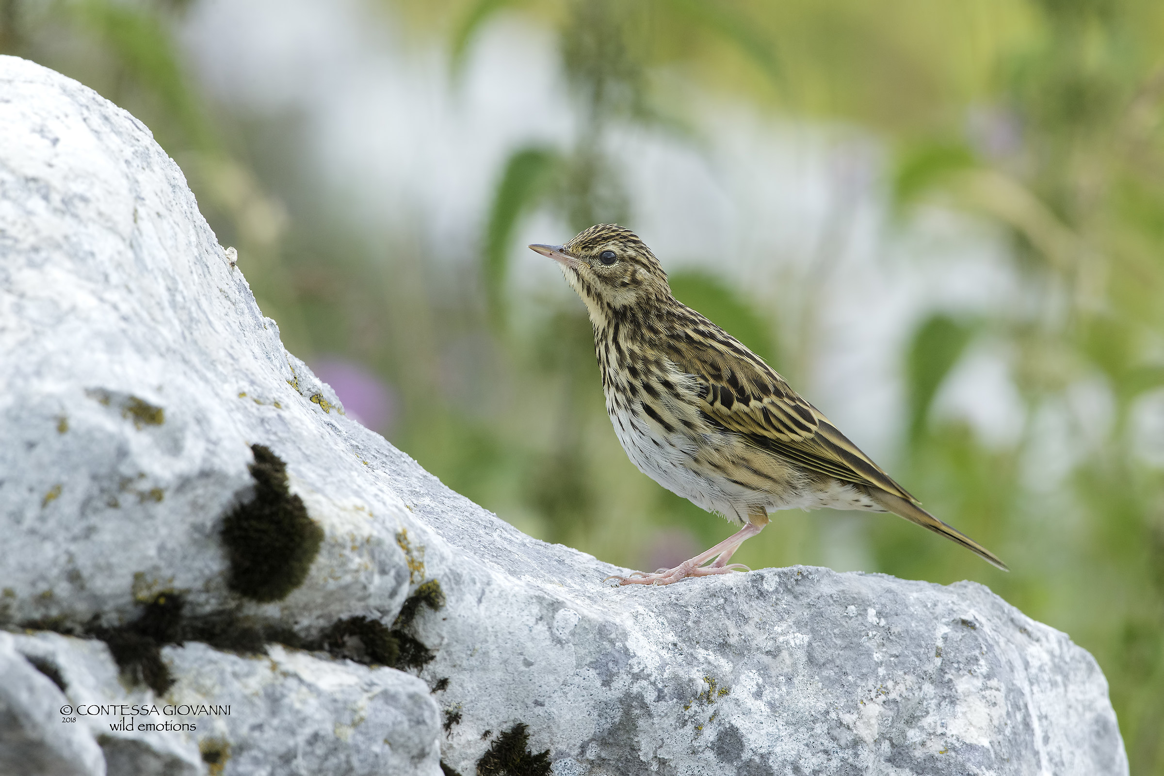 Pipit
