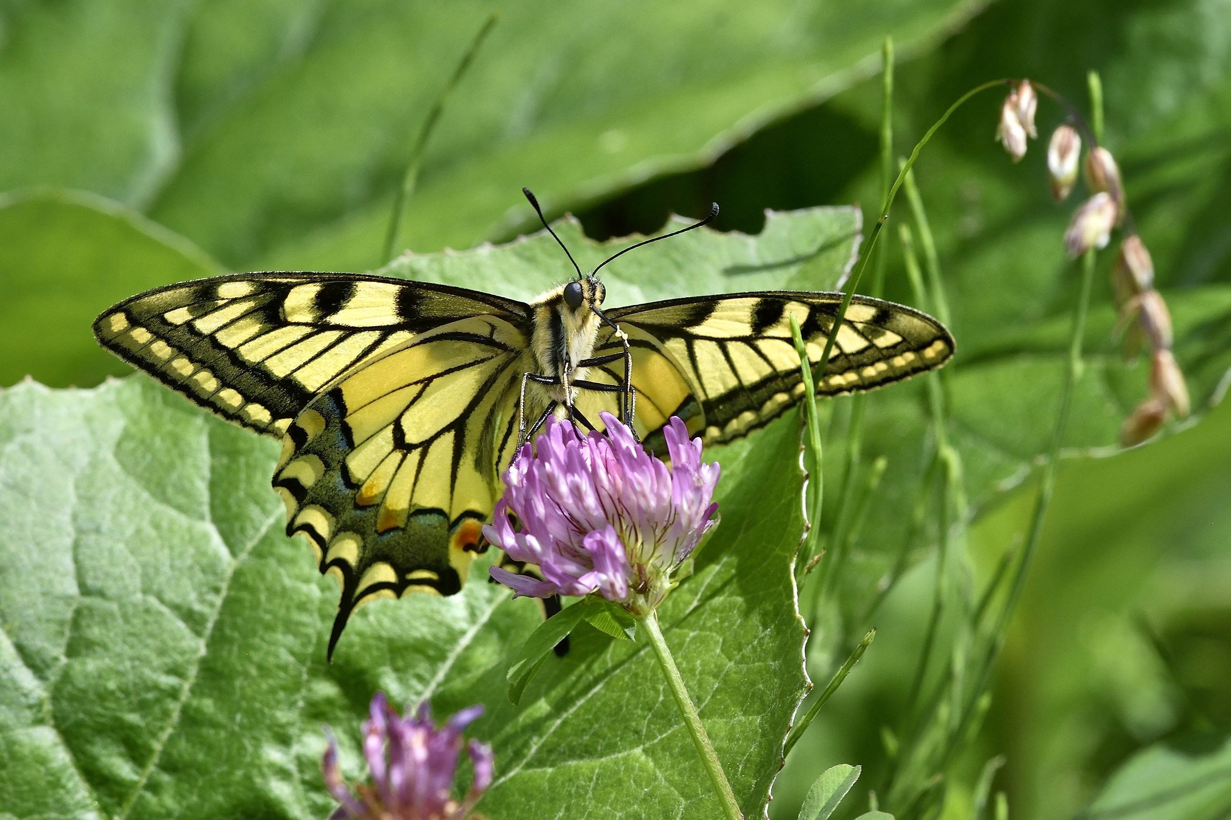 che buono il nettare...