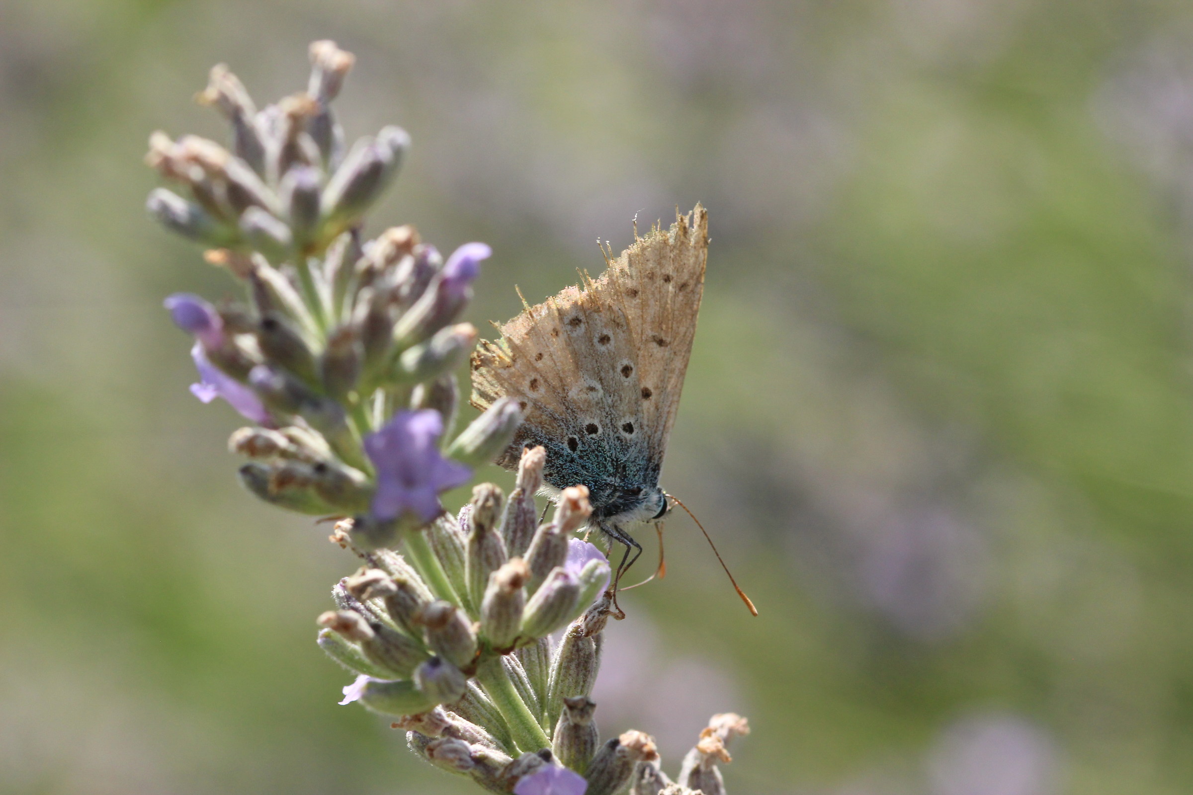 A little poorly reduced