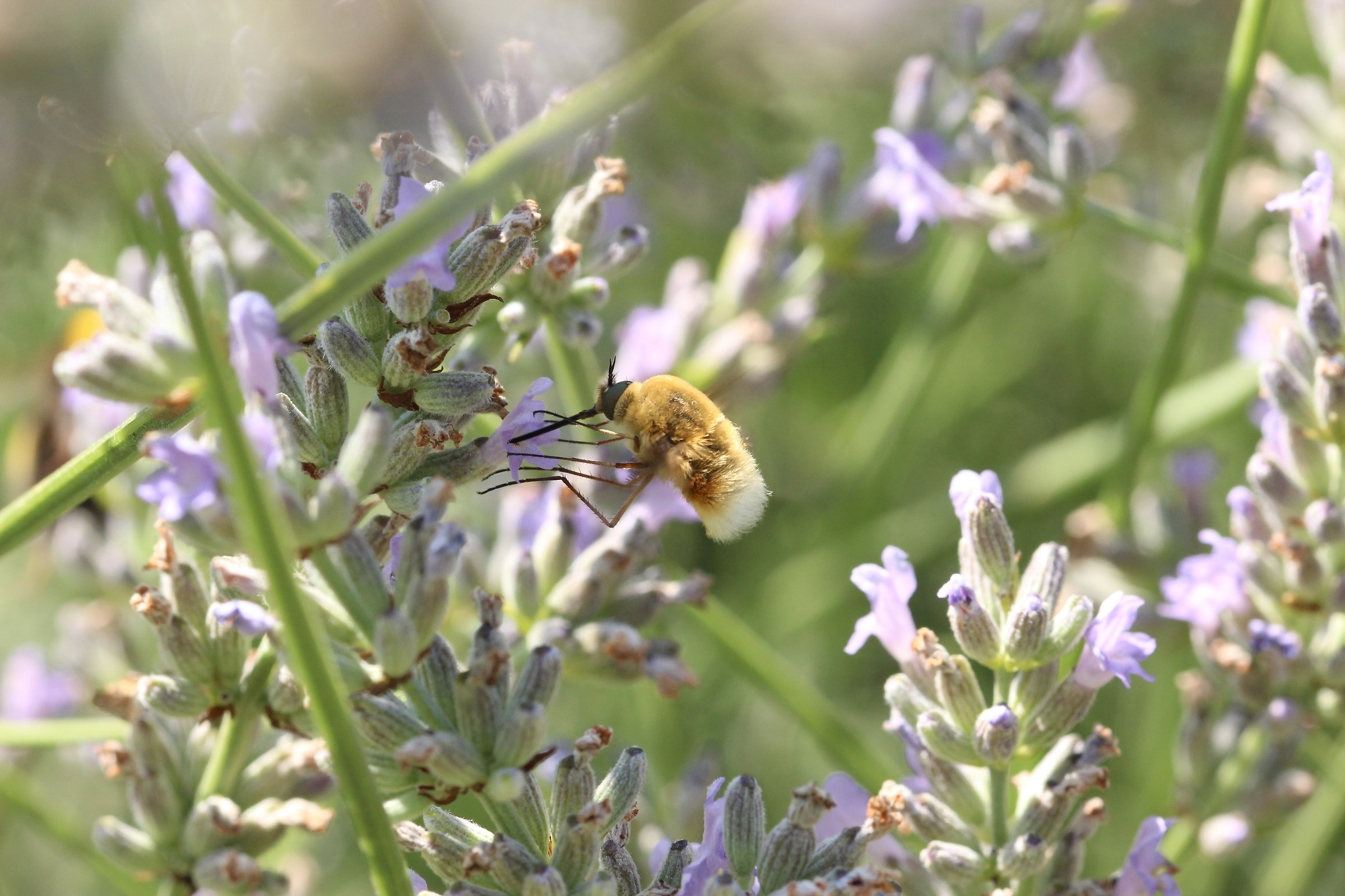 Who helps me with the name?