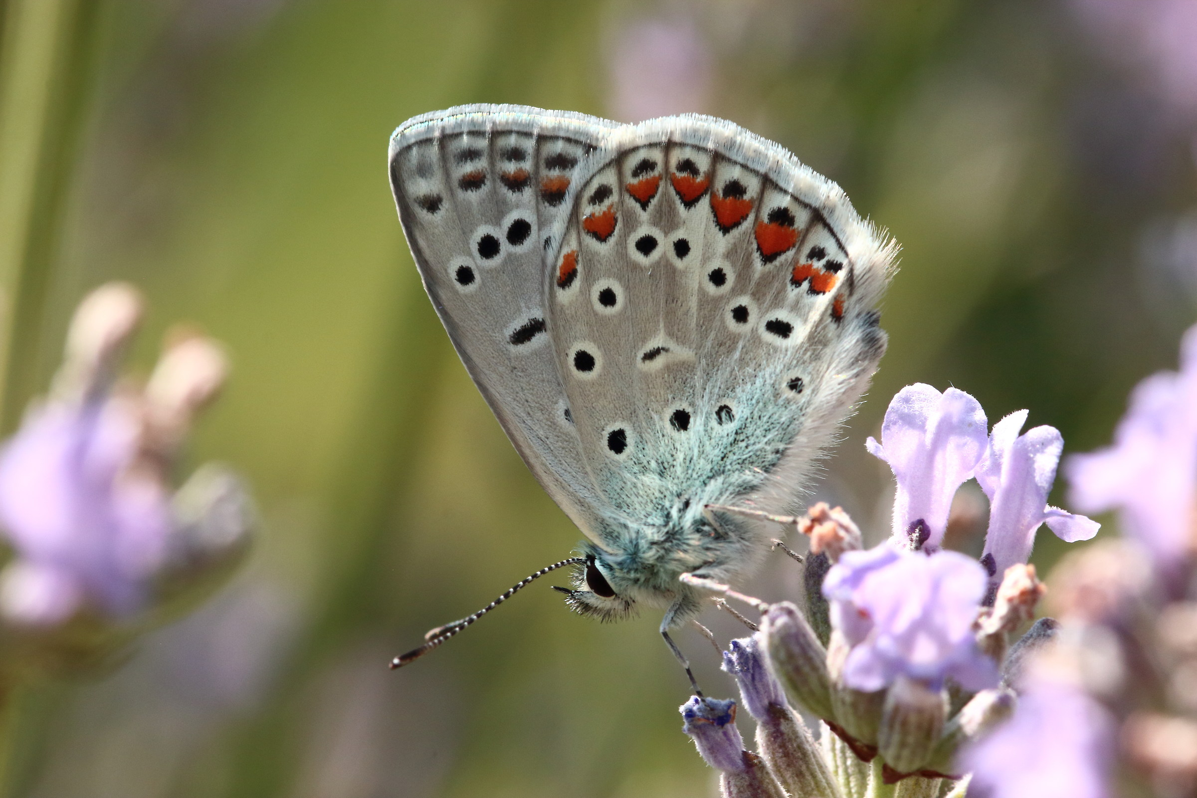 Bellargus Icarus