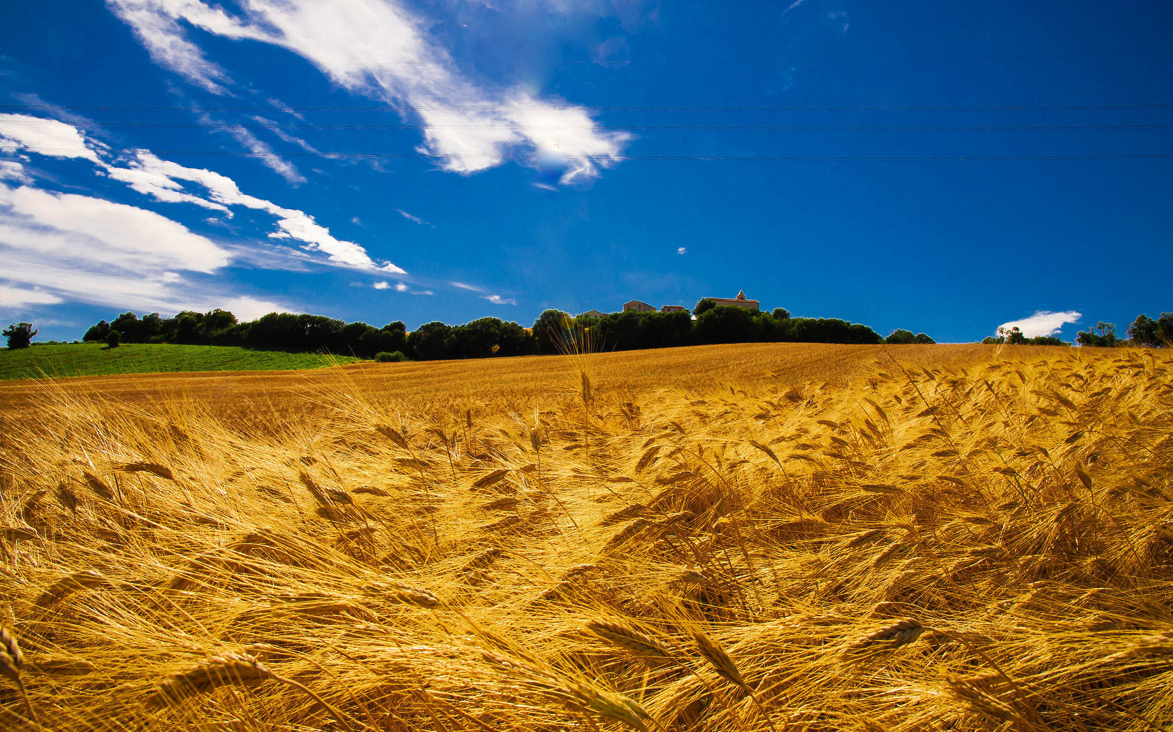 Dove l'anno scorso c'erano i girasoli oggi c'&eg...