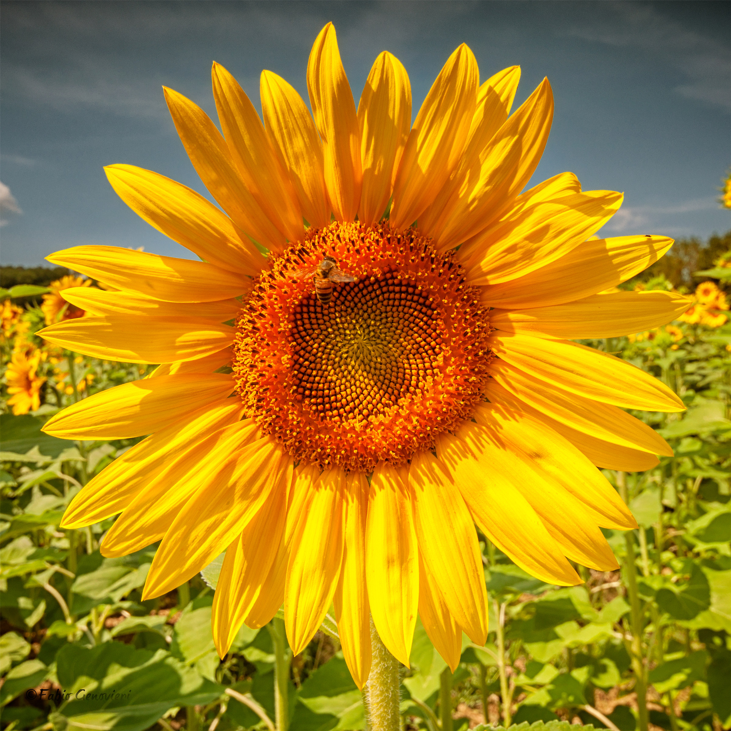 Sunflowers