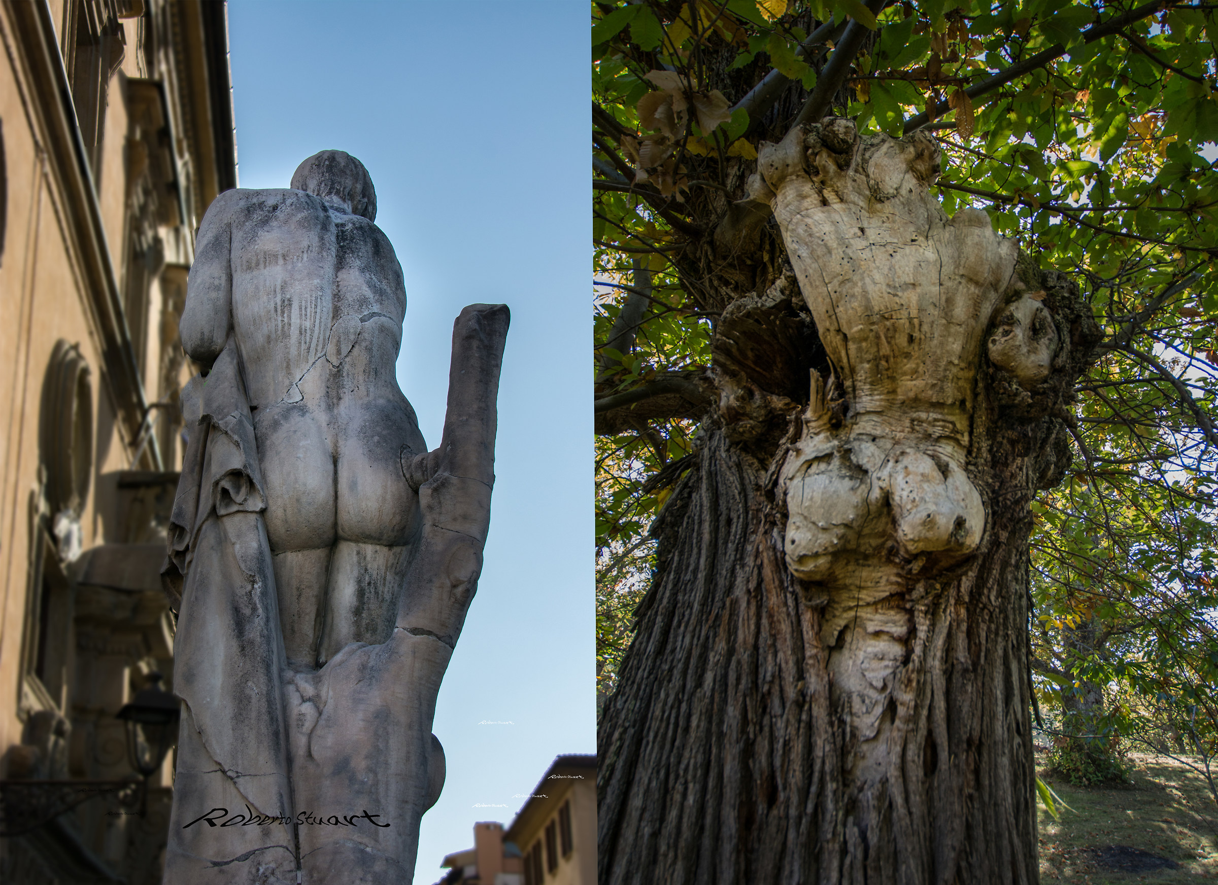 Chestnut of Amiata imitates the statue of autumn