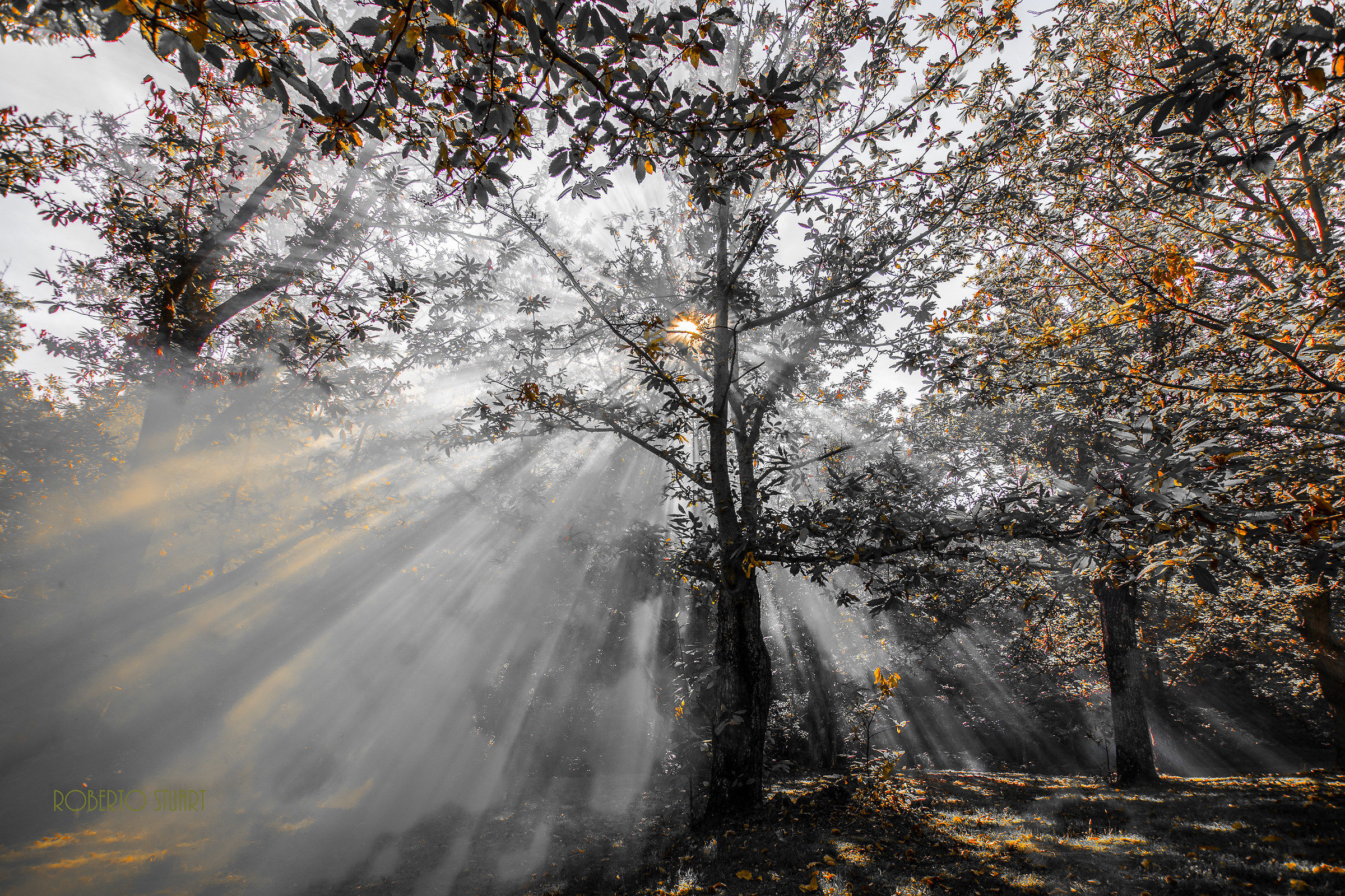 Amiata, the Chestnut forest