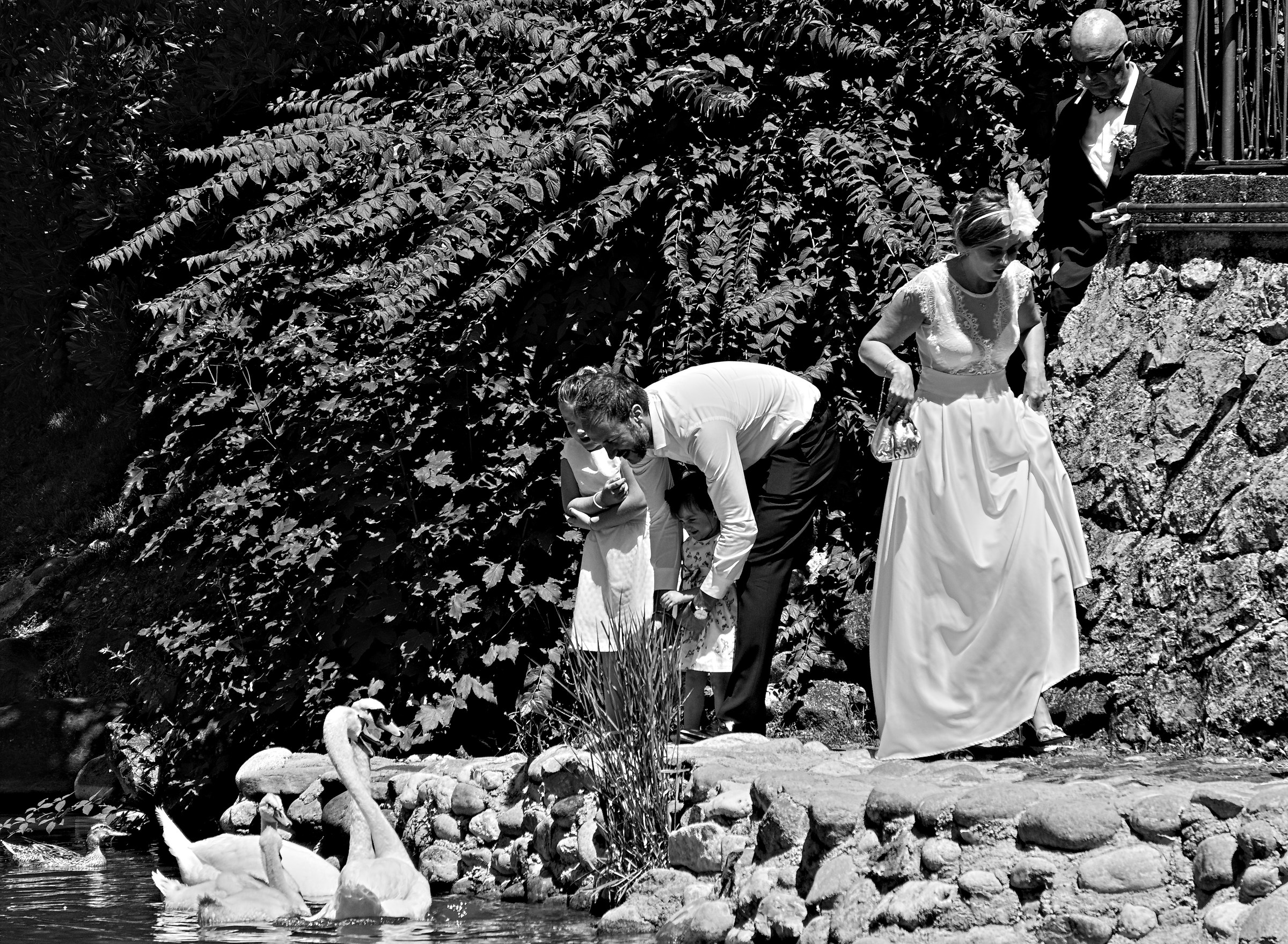 I cigni festeggiano... e la sposa per caso