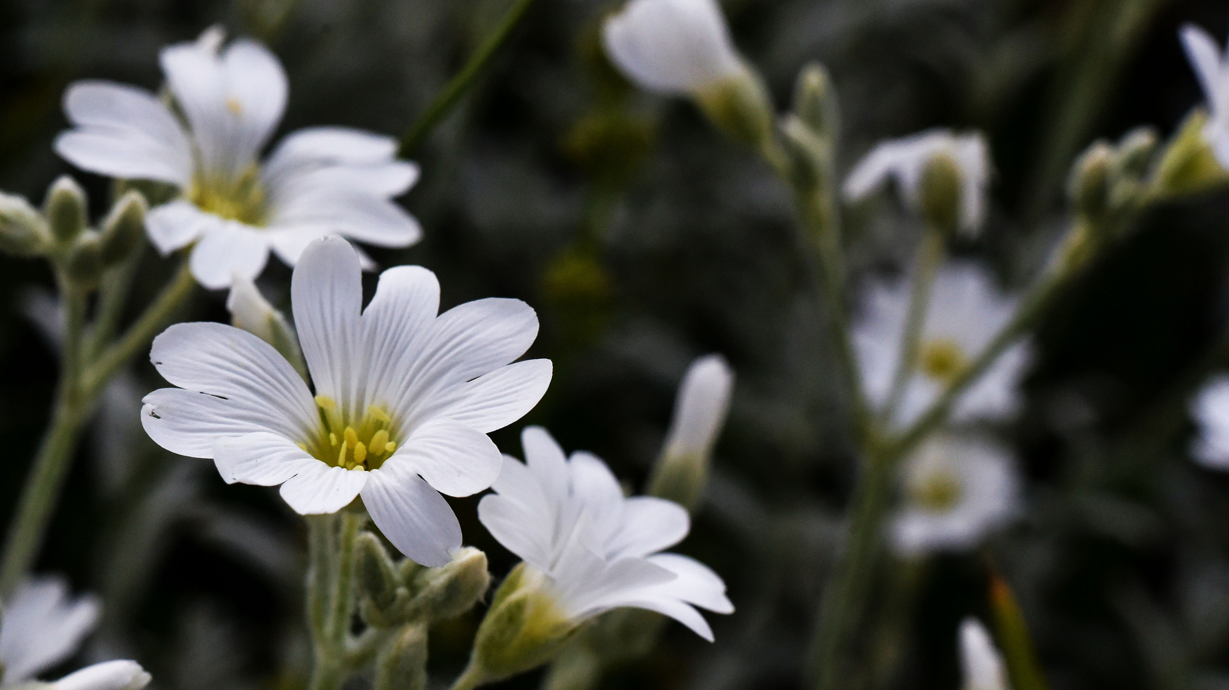 Piccoli fiori bianchi di montagna