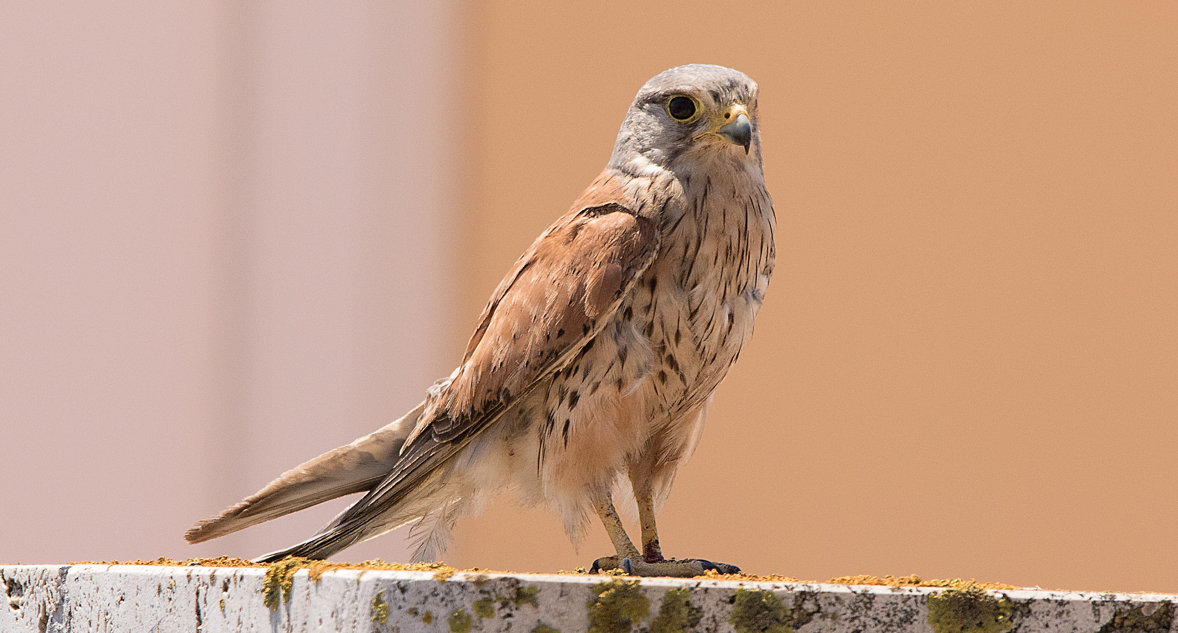 Kestrel