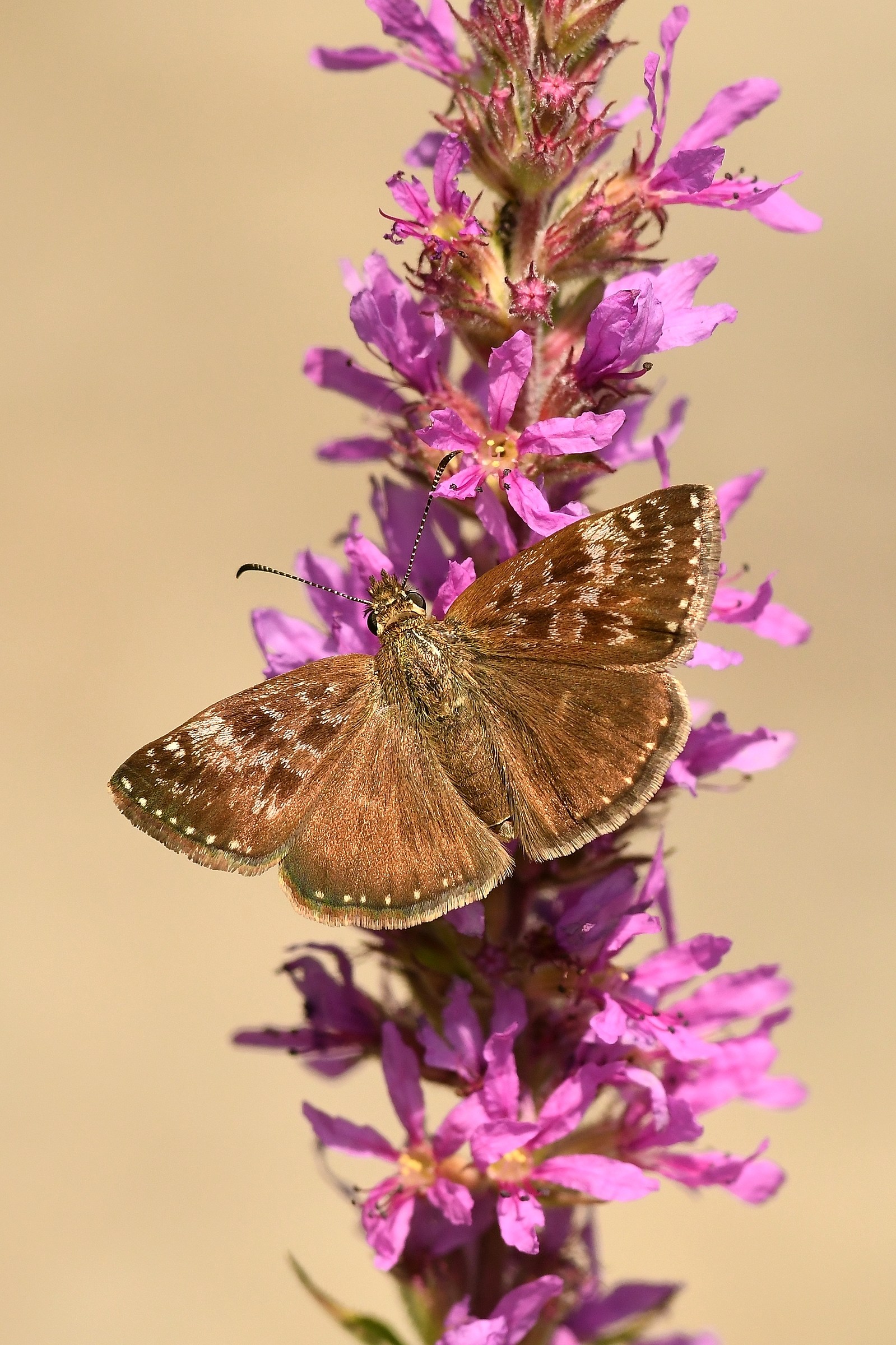 Moth on Lythrum salicaria