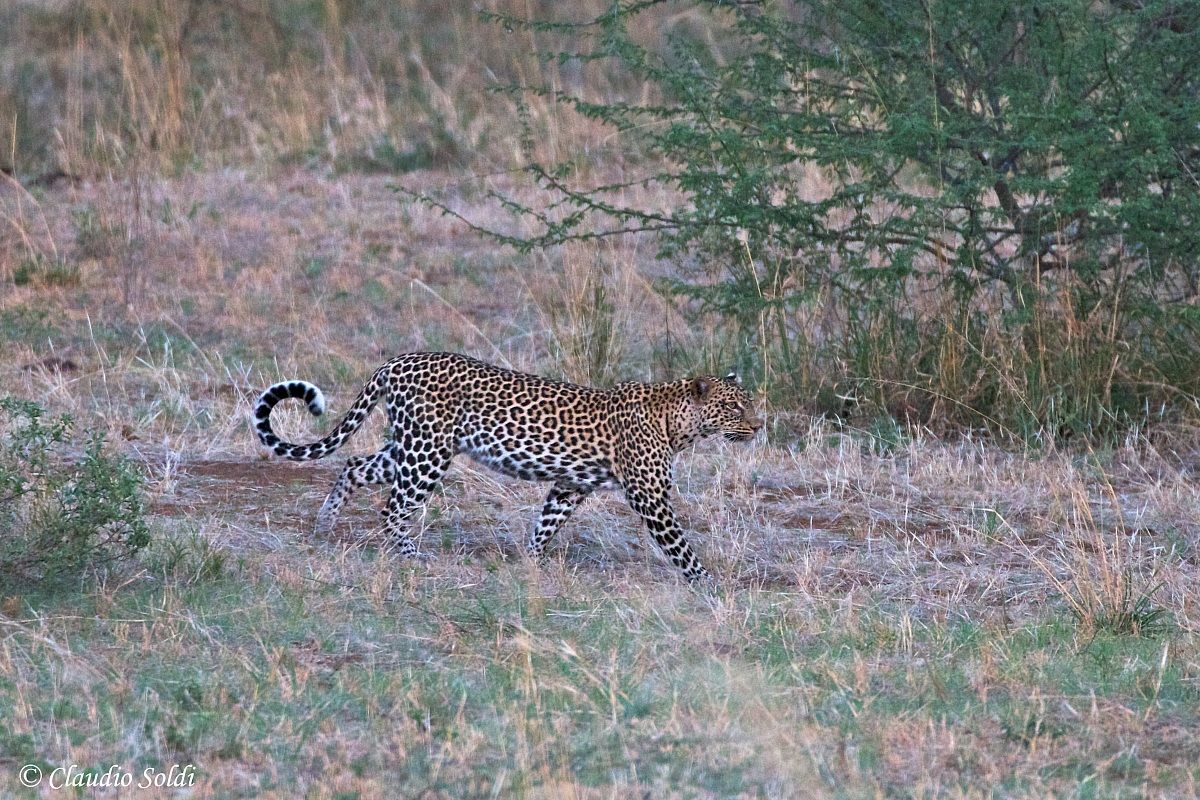 Leopardo - Tsavo Ovest