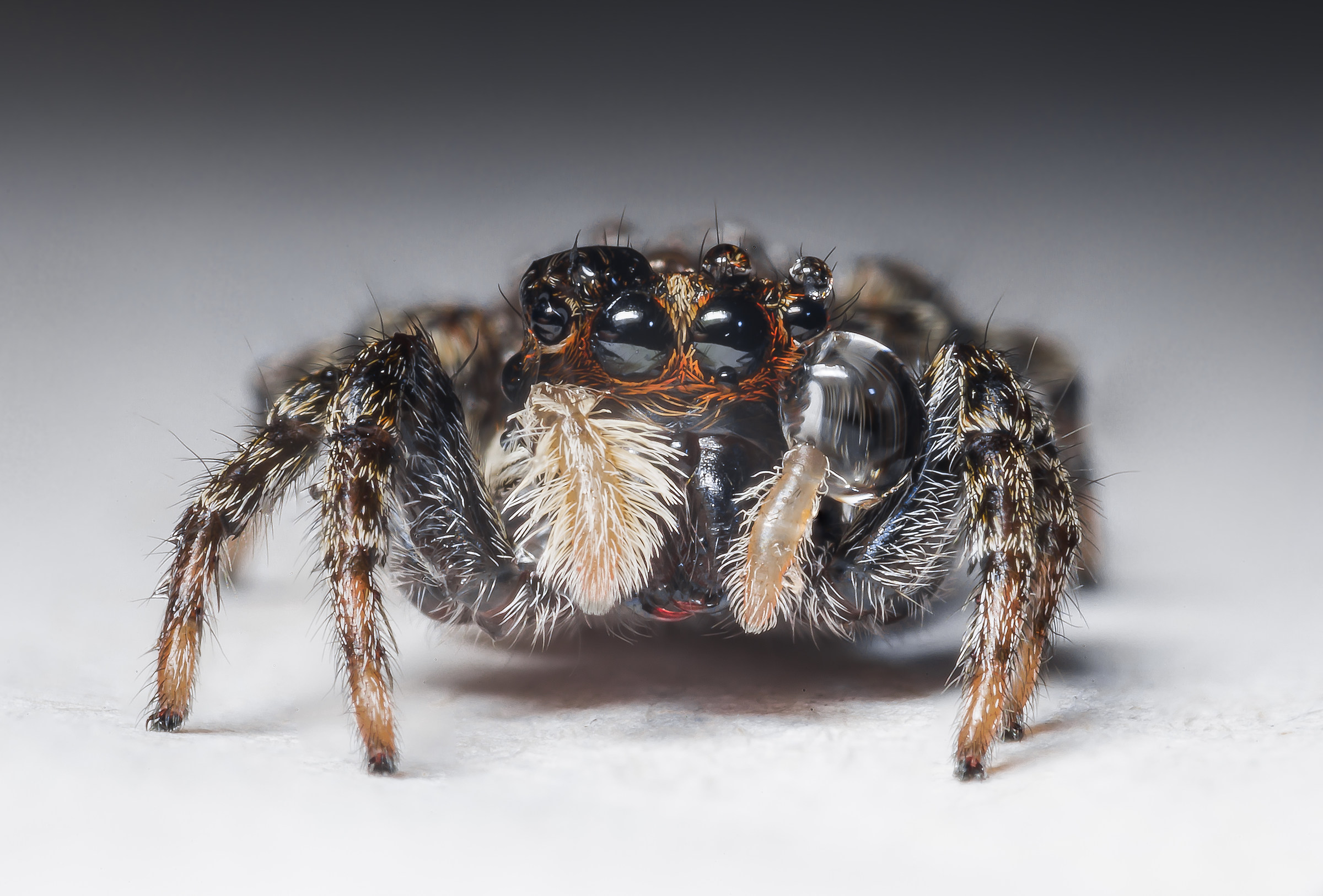 Ragno saltatore che piange