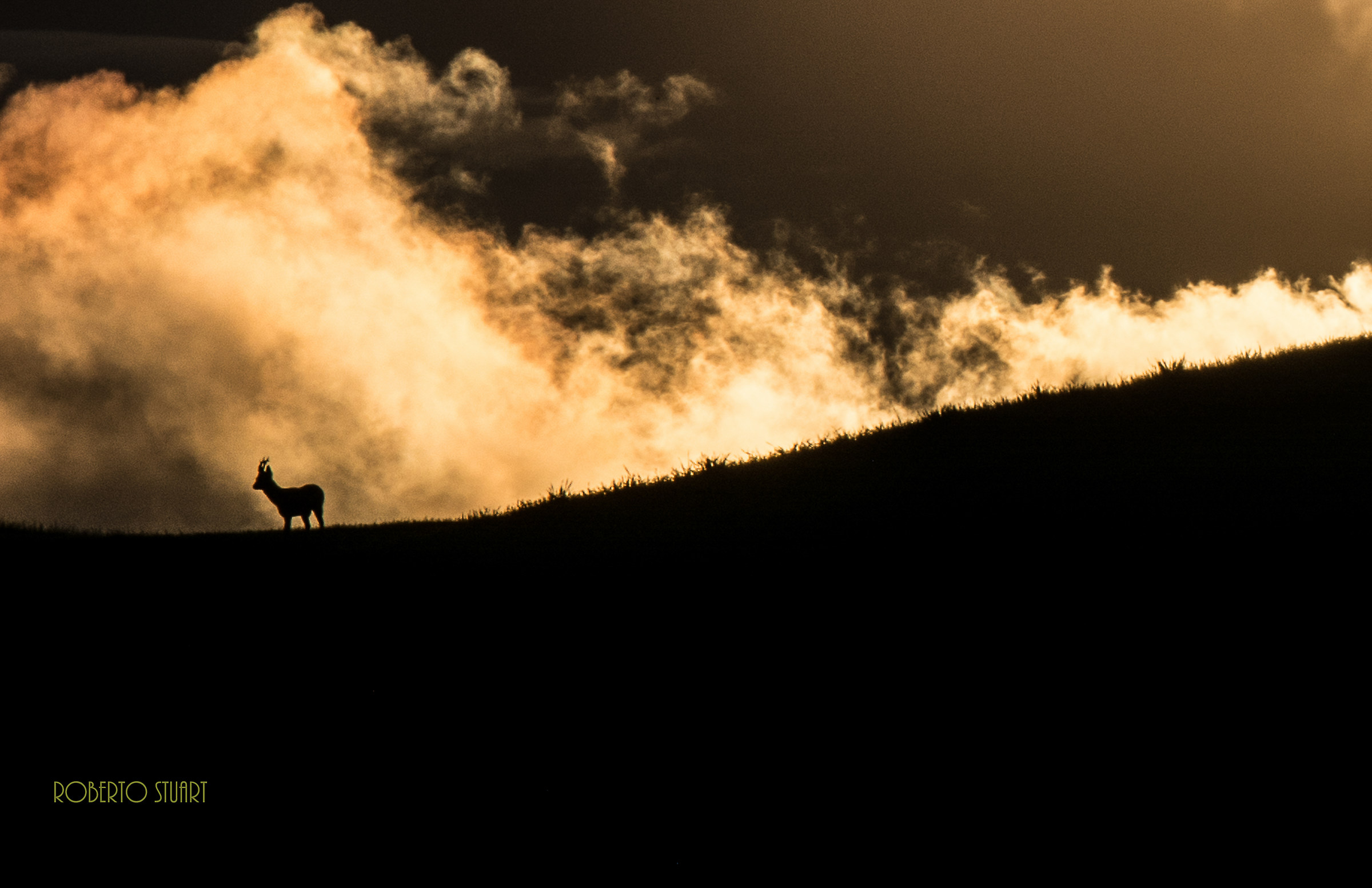 Sienese countryside, skyline with fallow deer