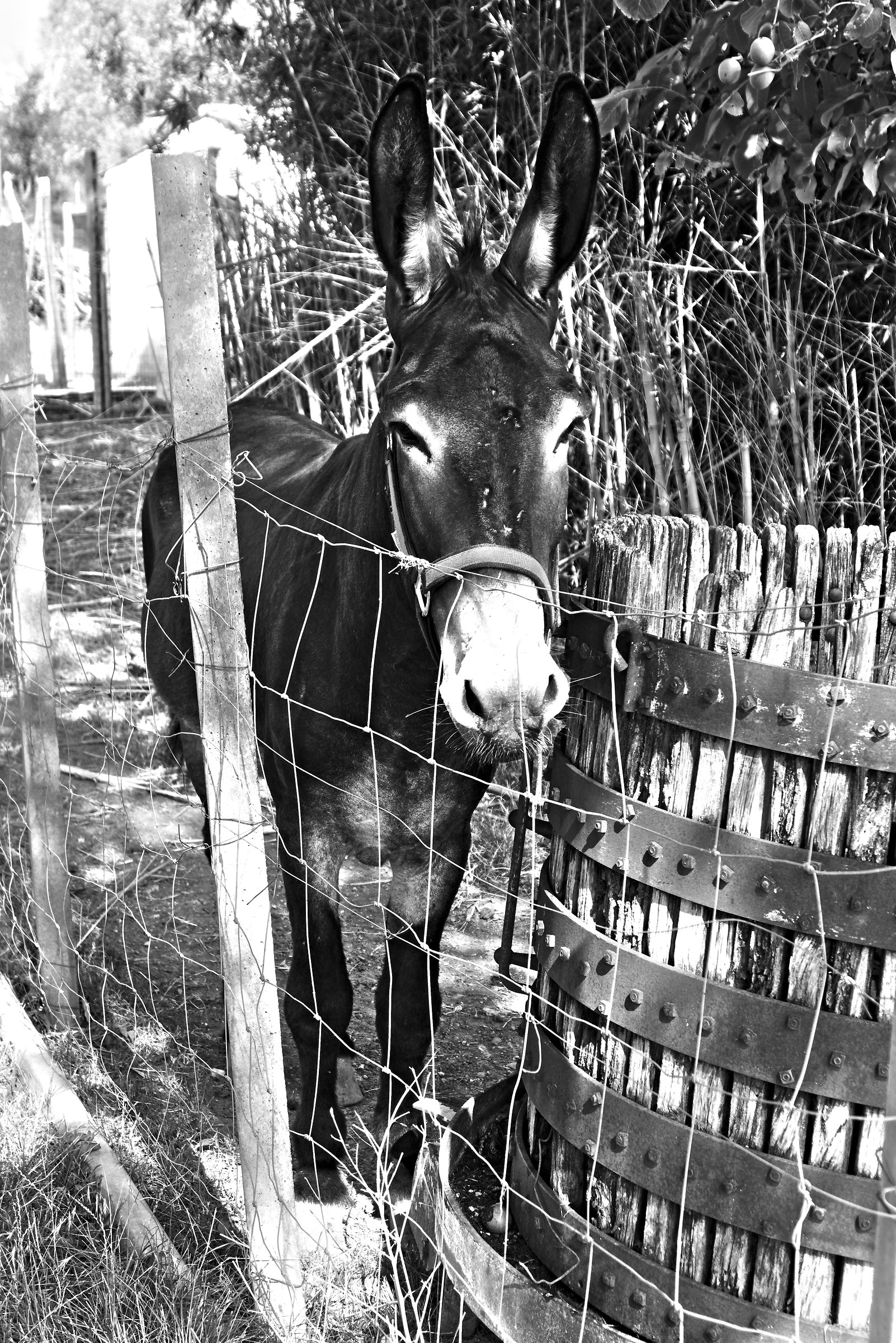 autoritratto a figura intera