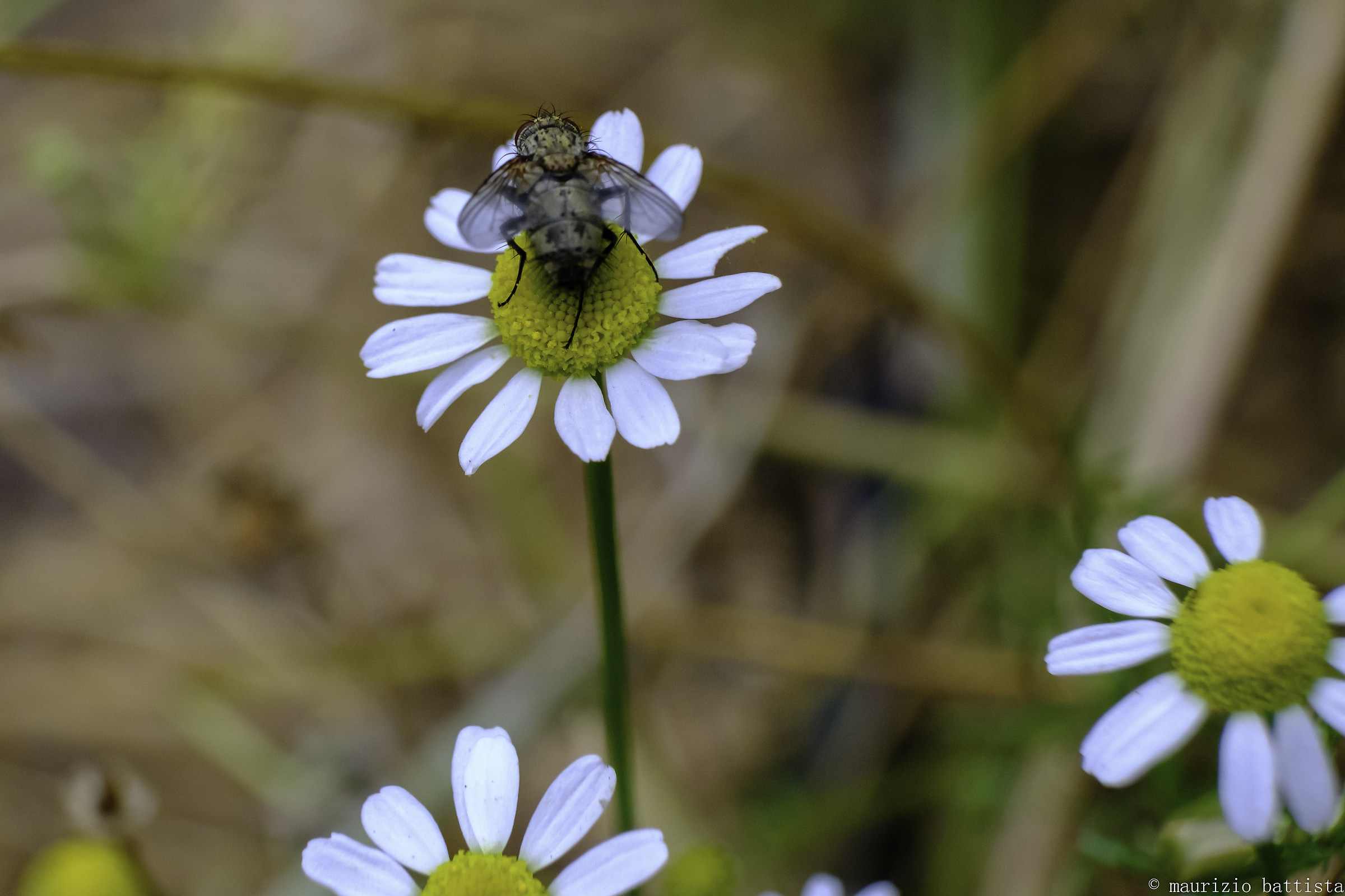 Beauty and the Beast