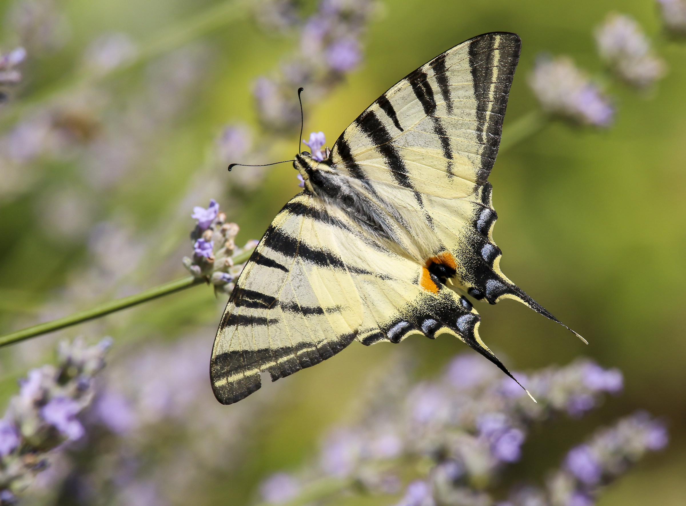 Swallowtail