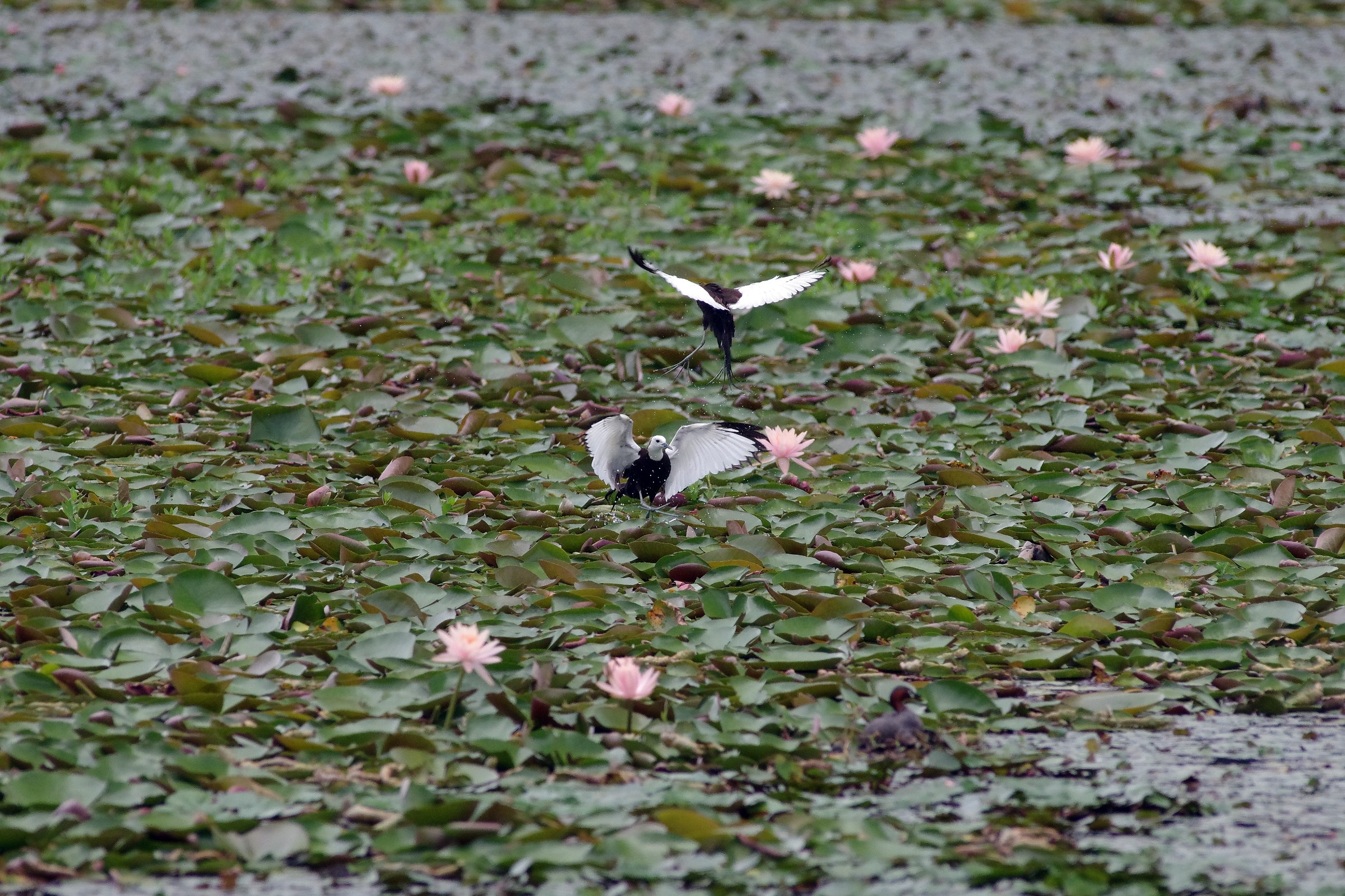 Pheasant-tailed Jacana