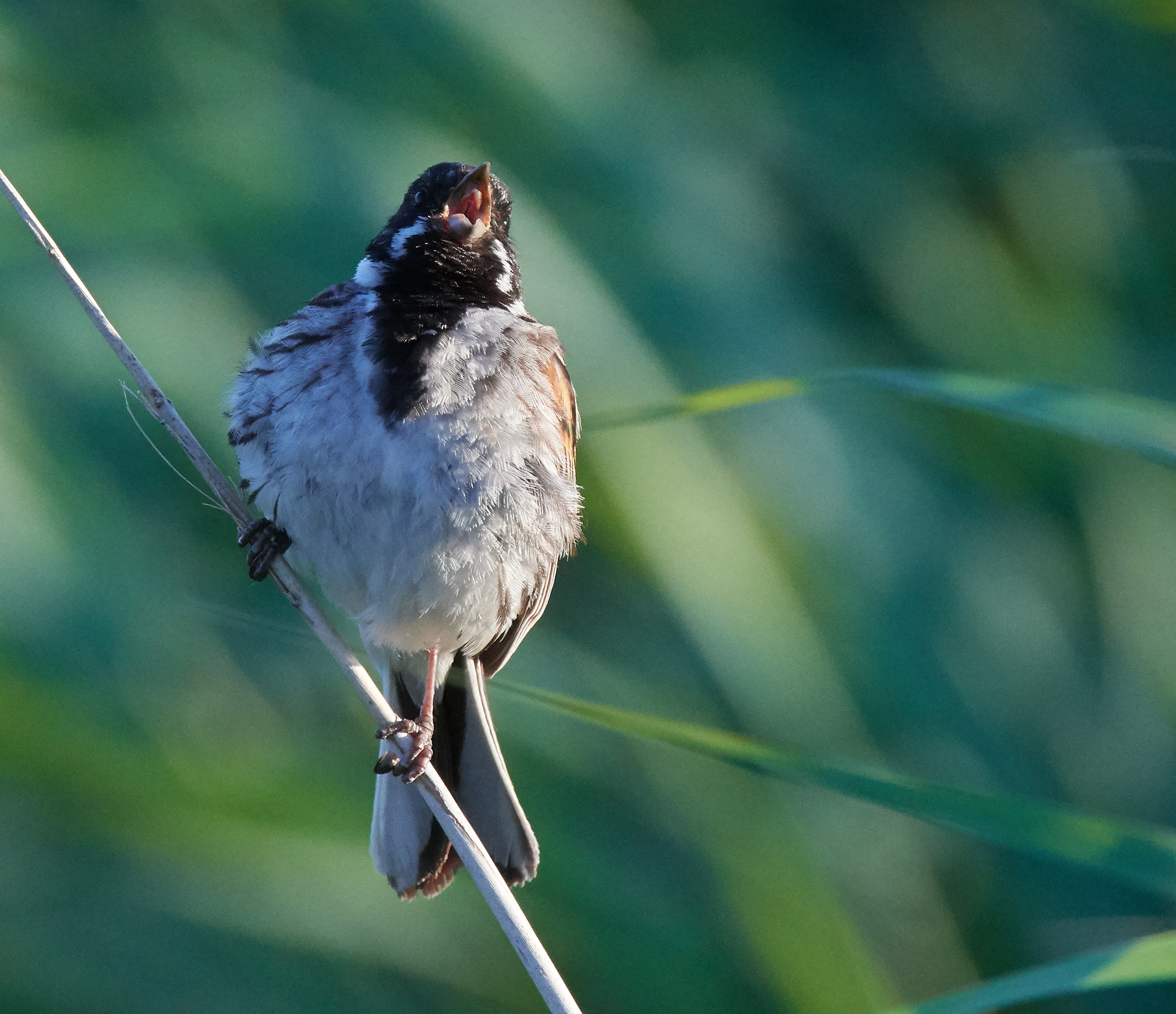 Comune Reed Bunting maschio