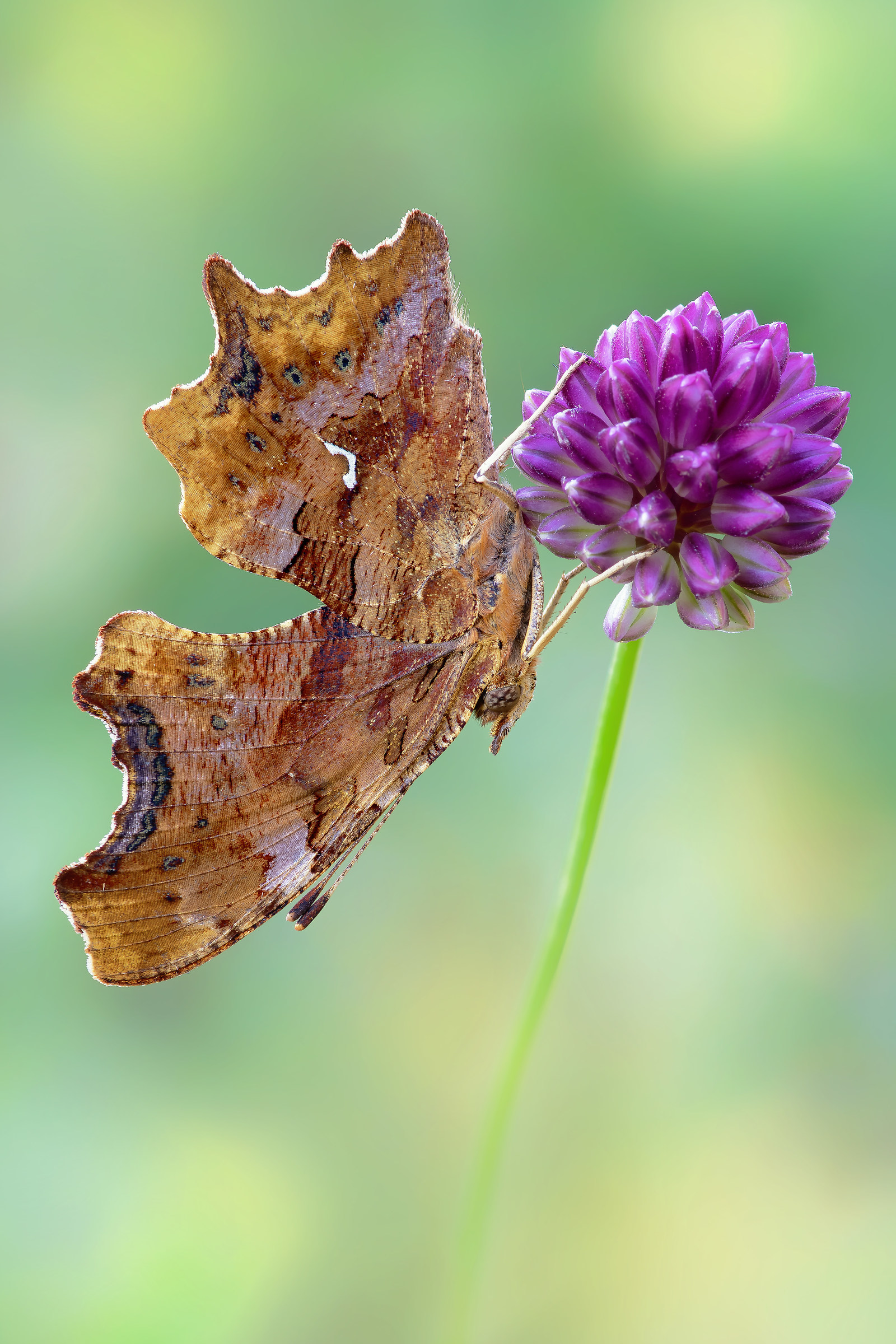 Polygonia c album (Linnaeus, 1758)