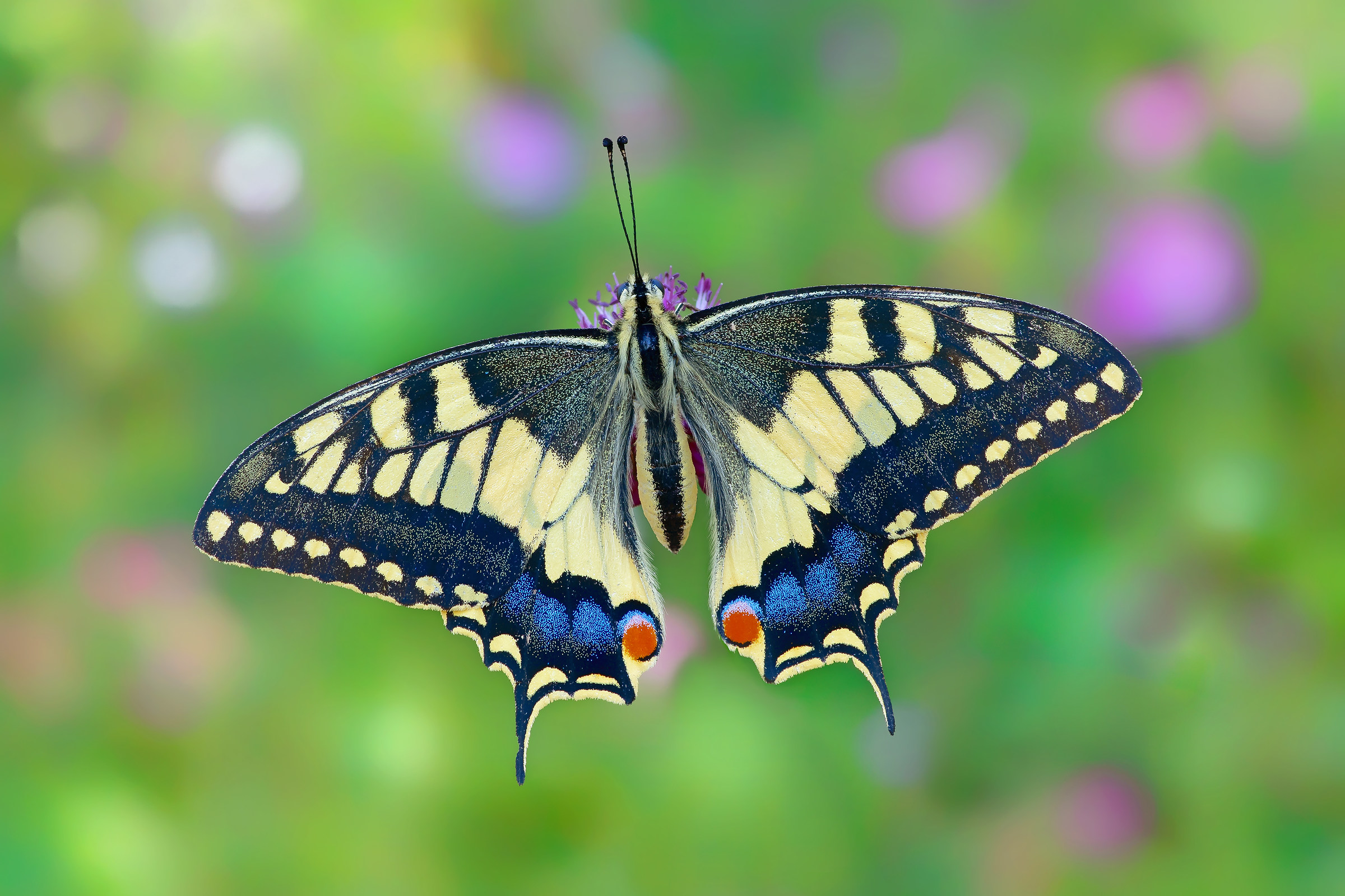 Papilio machaon (Linnaeus, 1758)