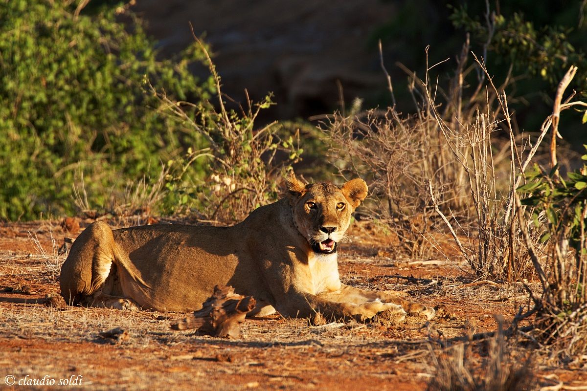 Leonessa - Tsavo Est