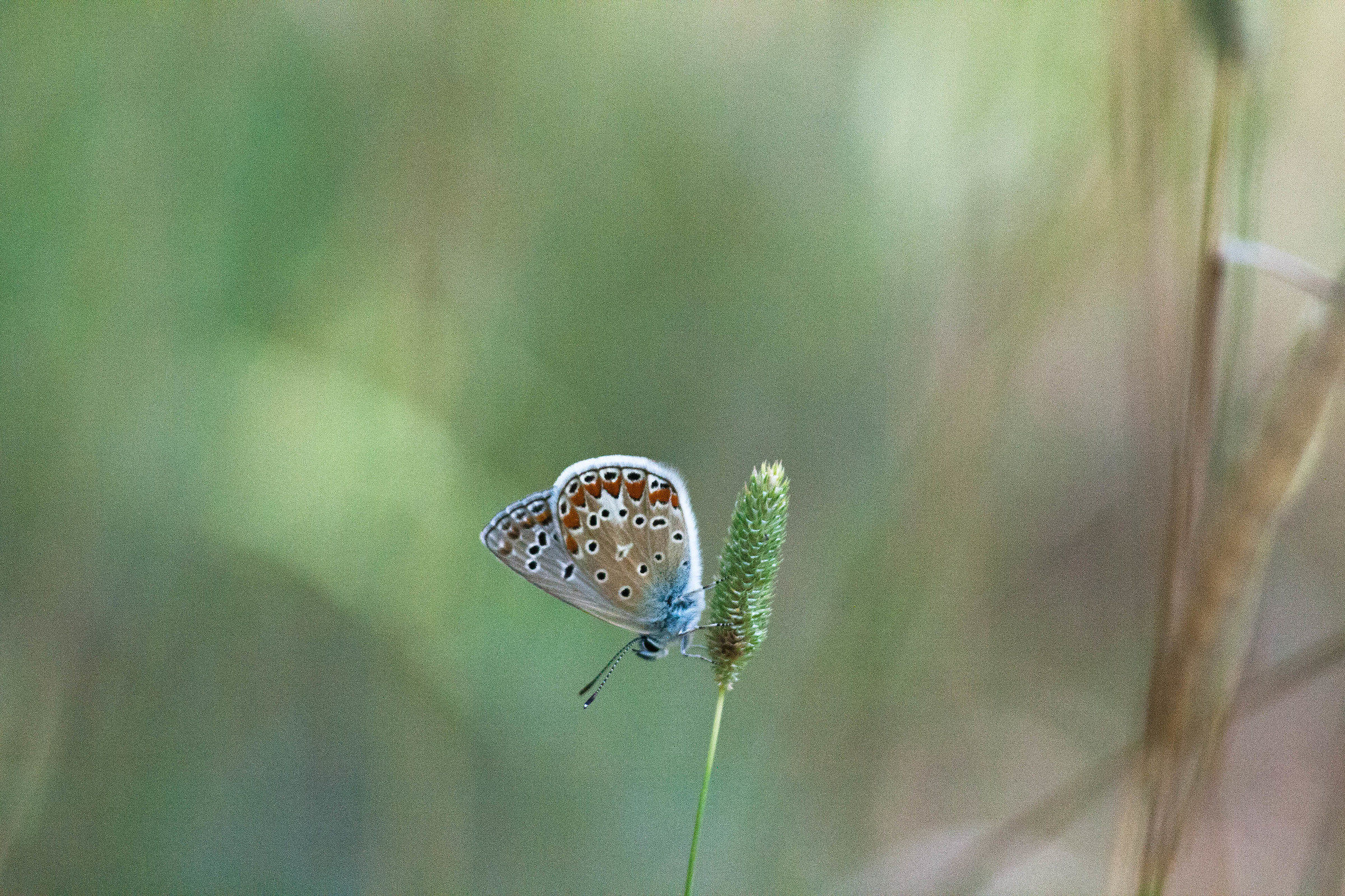Il mondo a testa in giu