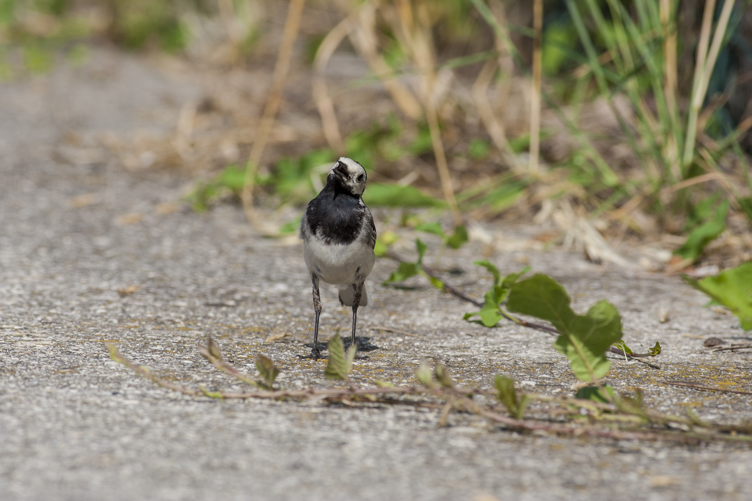 White ballerina (made by my 10-year-old nephew)